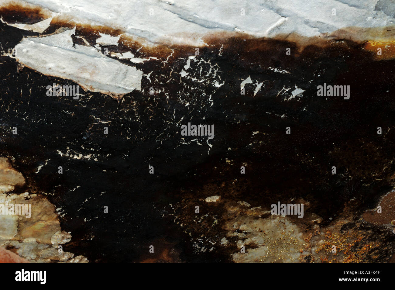 Dry rot fungus fruiting body serpula lacrymans spread onto brickwork