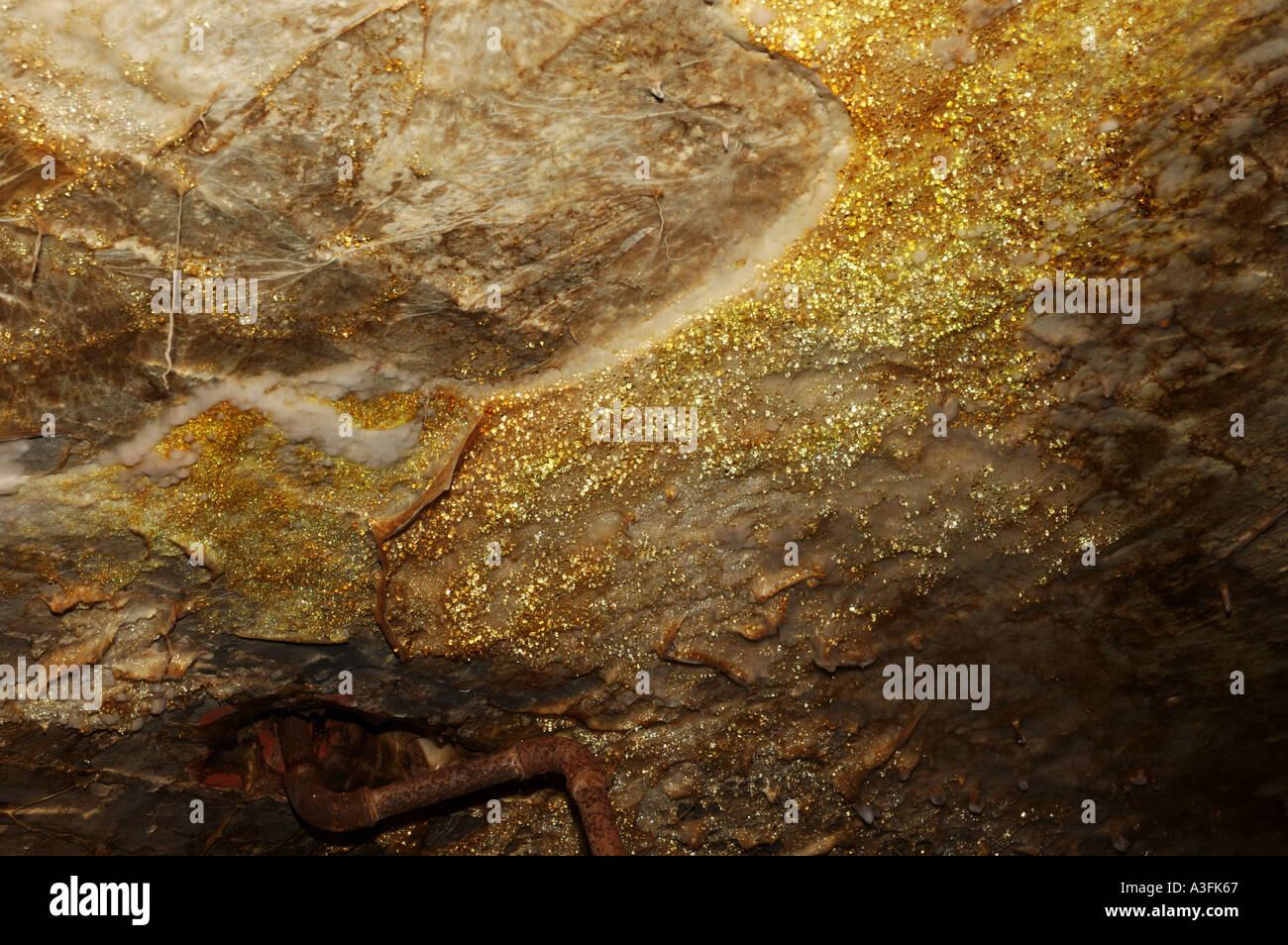 Dry rot fungus fruiting body serpula lacrymans spread onto brickwork from nearby timber Stock Photo