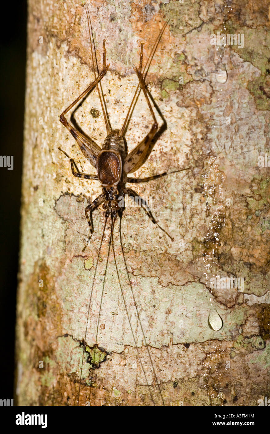 A night time cricket with remarkably long antennae Marojejy Madagascar Stock Photo Alamy
