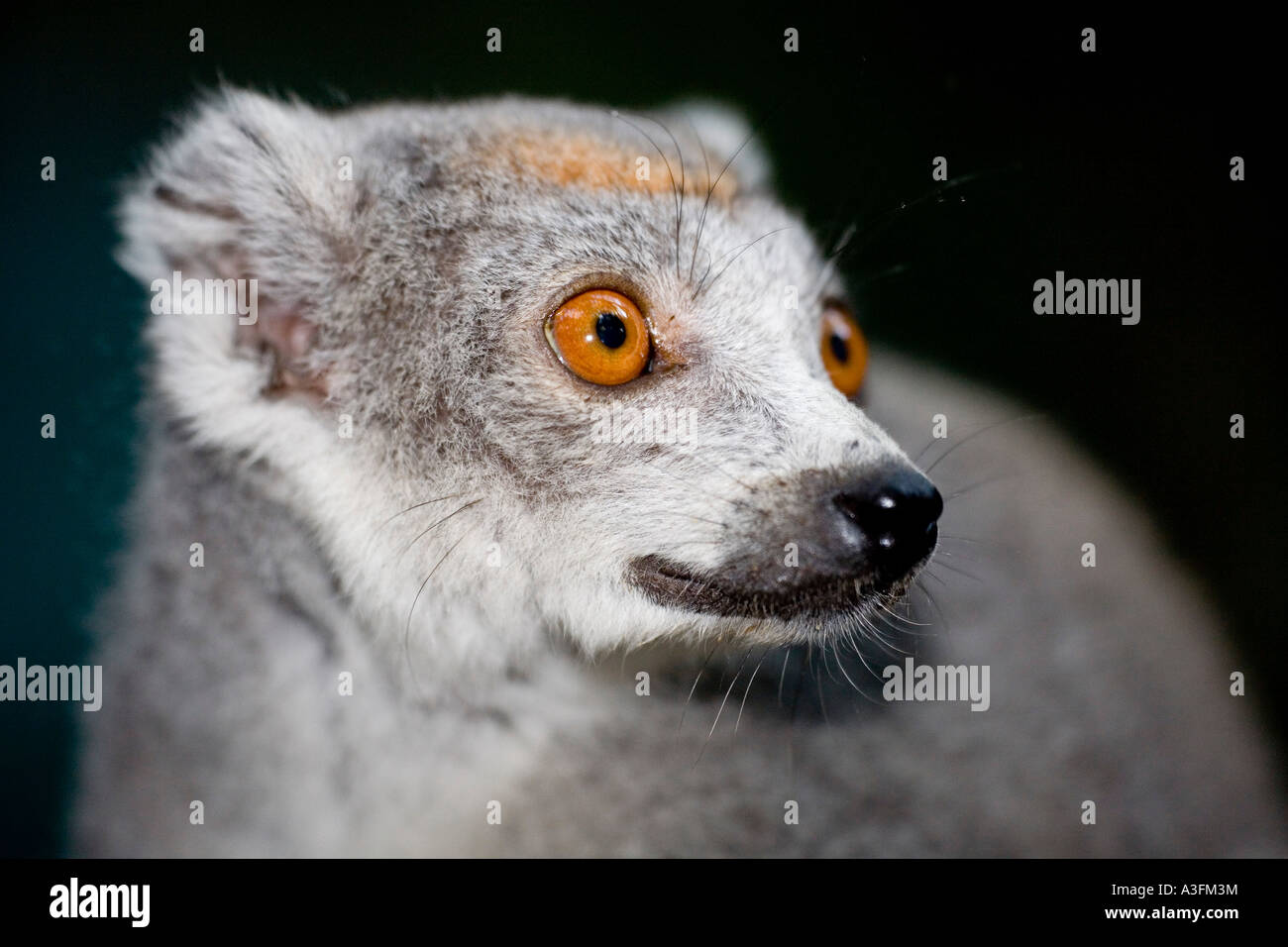 Unafraid grey lemur portrait Ankarana Madagascar Stock Photo