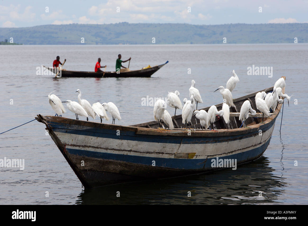 grey heron rest on a boat on Lake Victoria, Tanzania Stock Photo