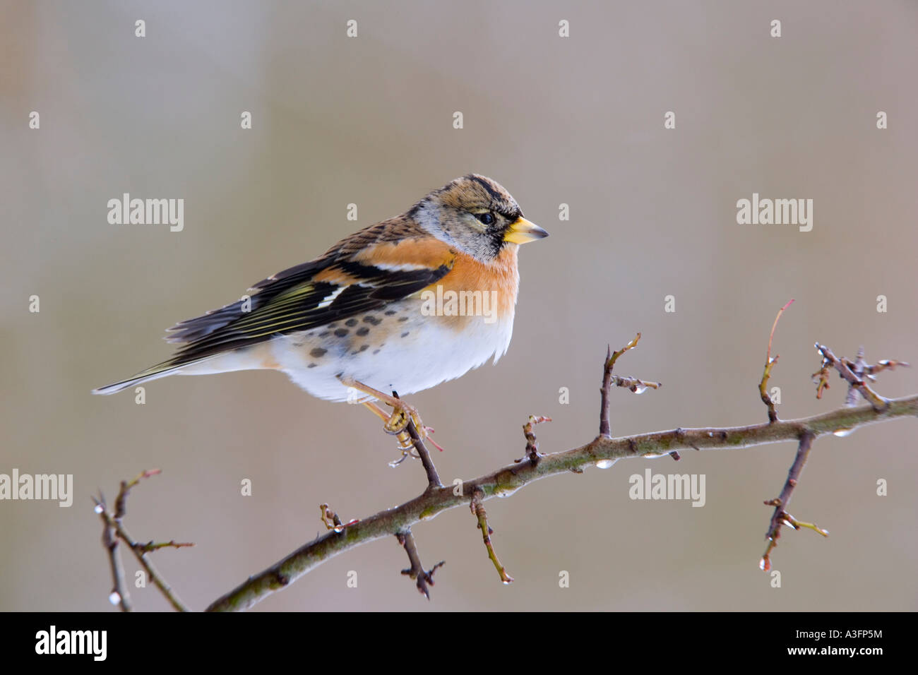 Brambling Fringilla montifringilla perched on twig looking alert with falling snow potton bedfordshire Stock Photo