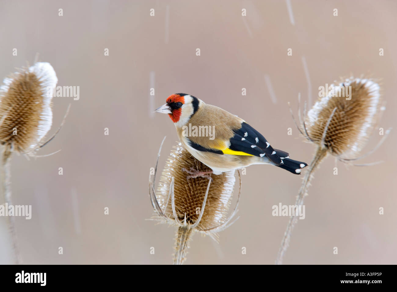 Goldfinch Carduelis carduelis feeding on teasel in falling snow with nice clean background potton bedfordshire Stock Photo