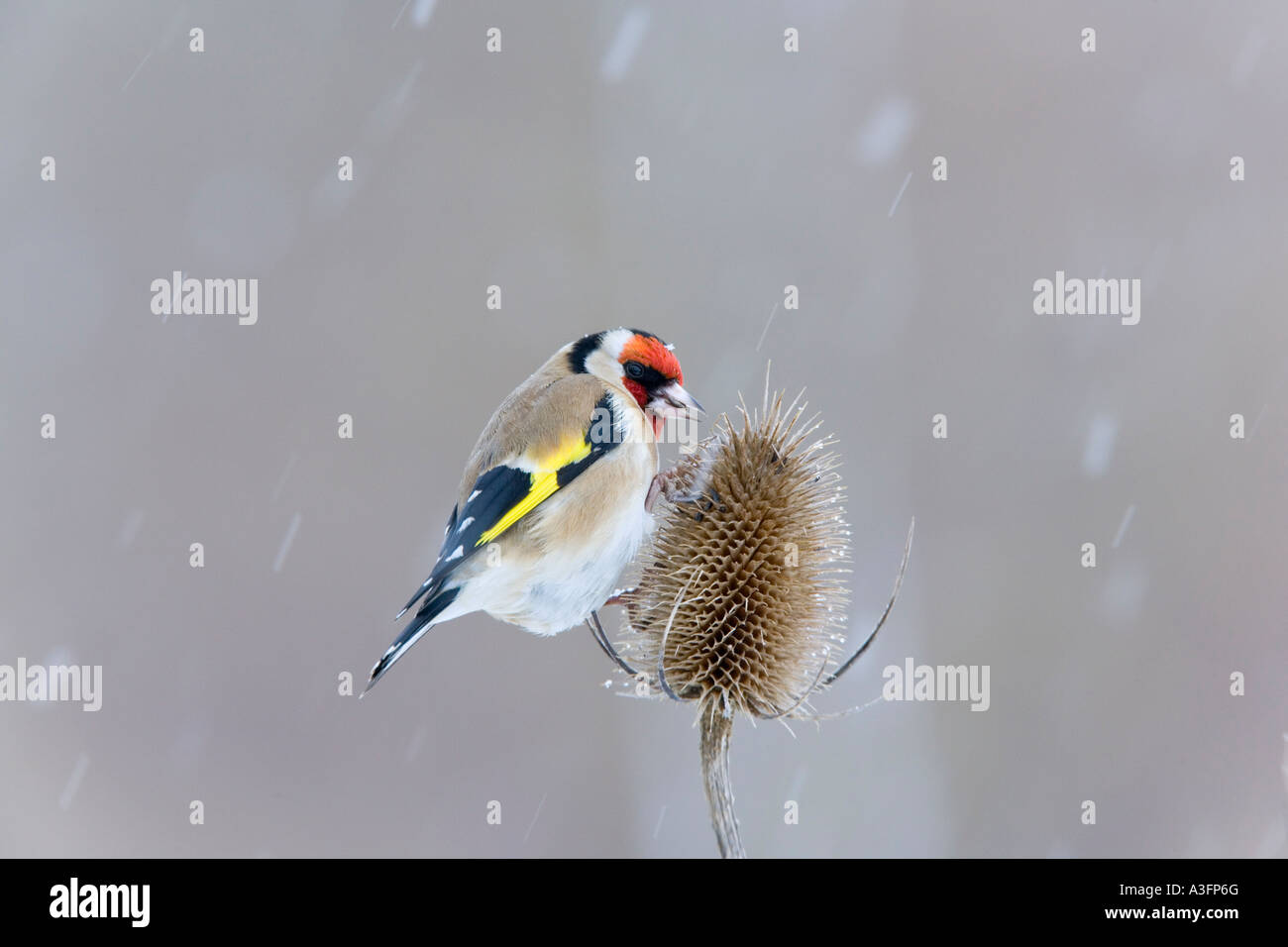 Goldfinch Carduelis carduelis feeding on teasel in snow storm with nice background potton bedfordshire Stock Photo