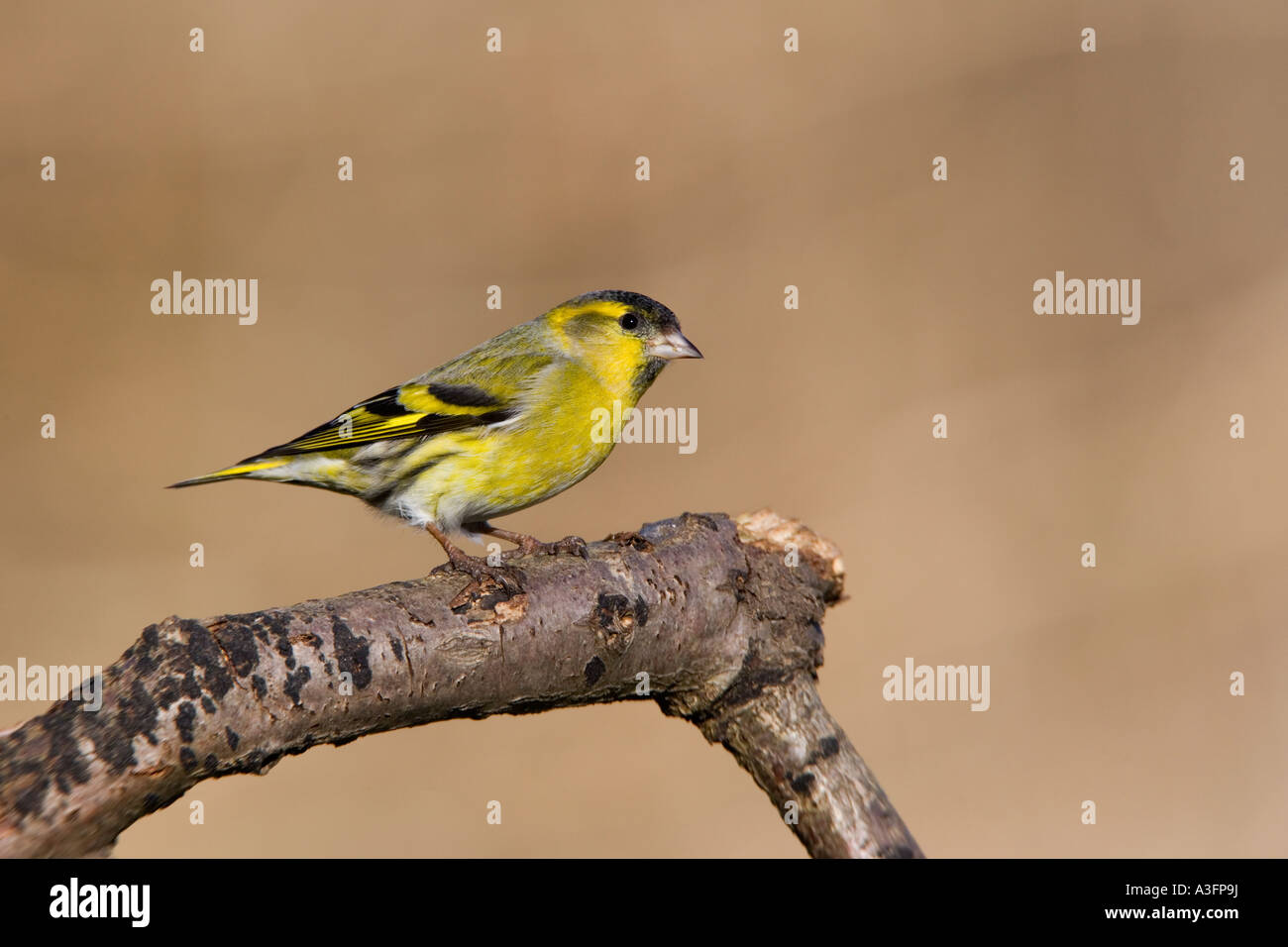 Siskin Carduelis spinus perched on branch looking alert with nice clean background potton bedfordshire Stock Photo