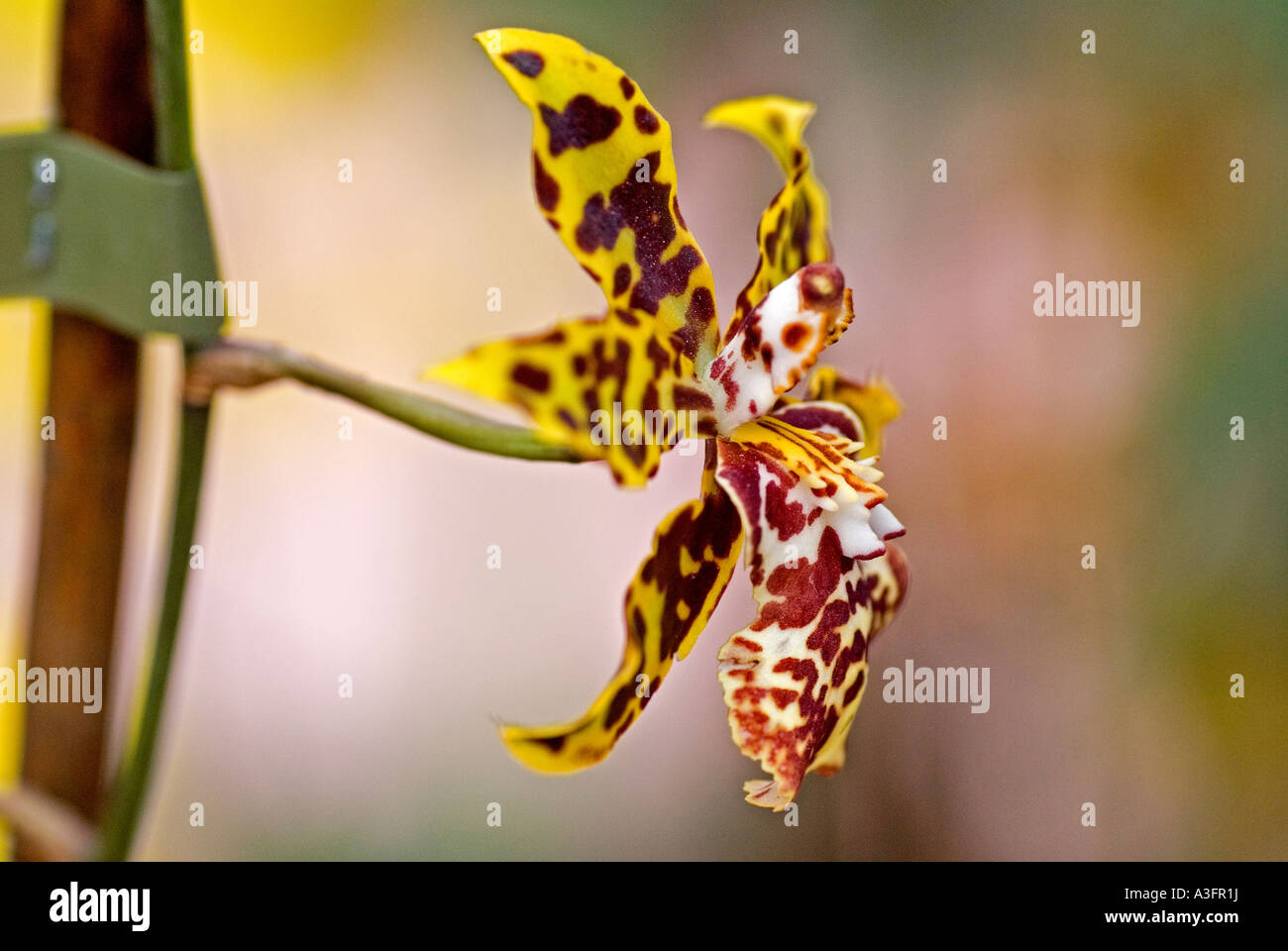 Yellow tiger spotted Orchid Stock Photo