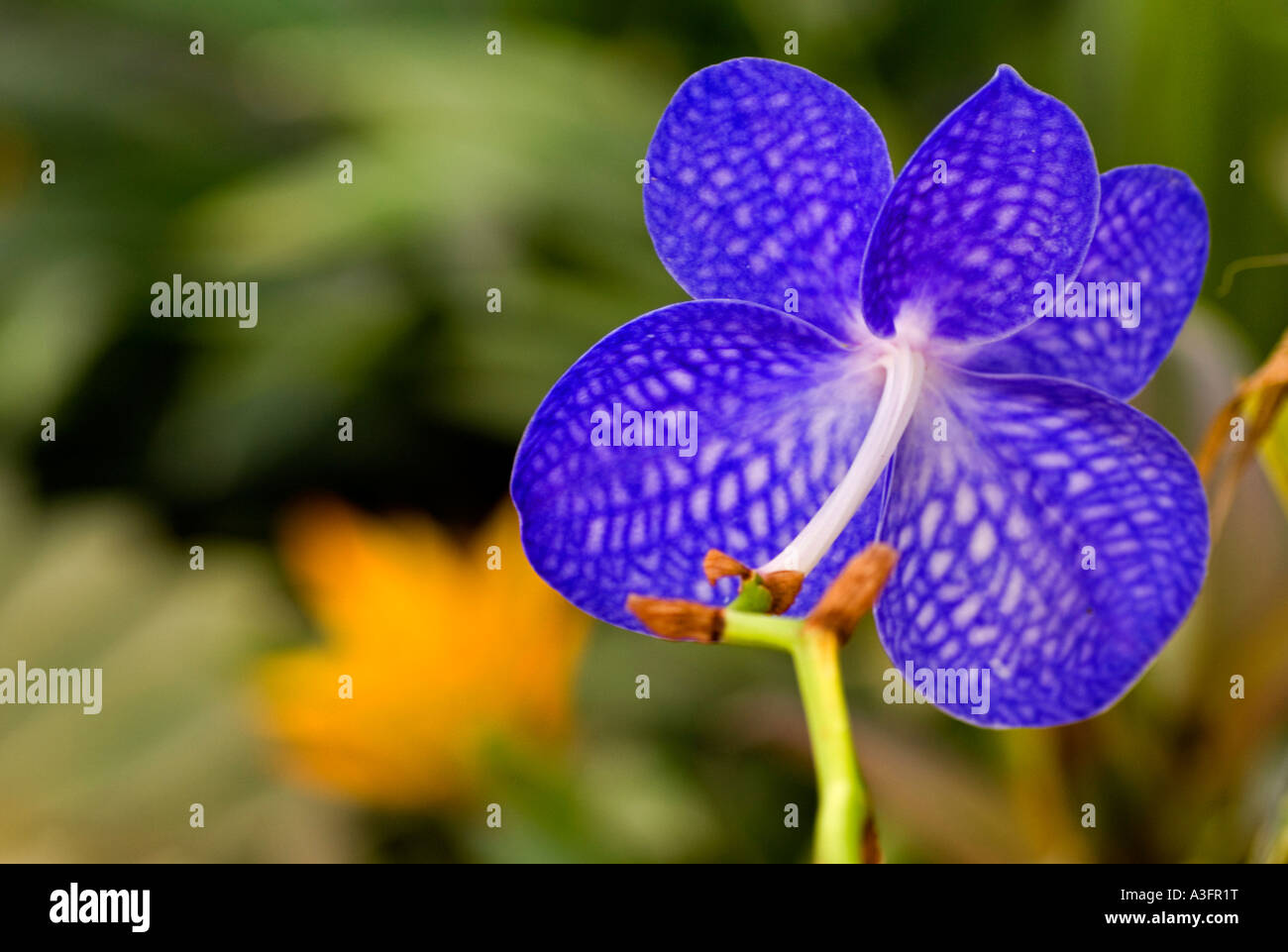 Blue orchid hi-res stock photography and images - Alamy