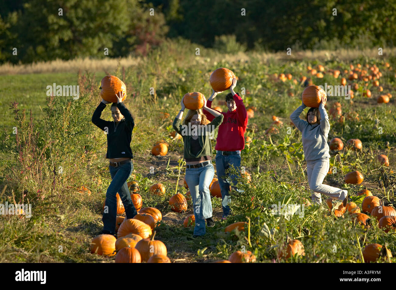 Young adults pumpkin picking Carrying pumpkins on their heads12 29 years old 20 years 20 s 20 30 age human human being human Stock Photo