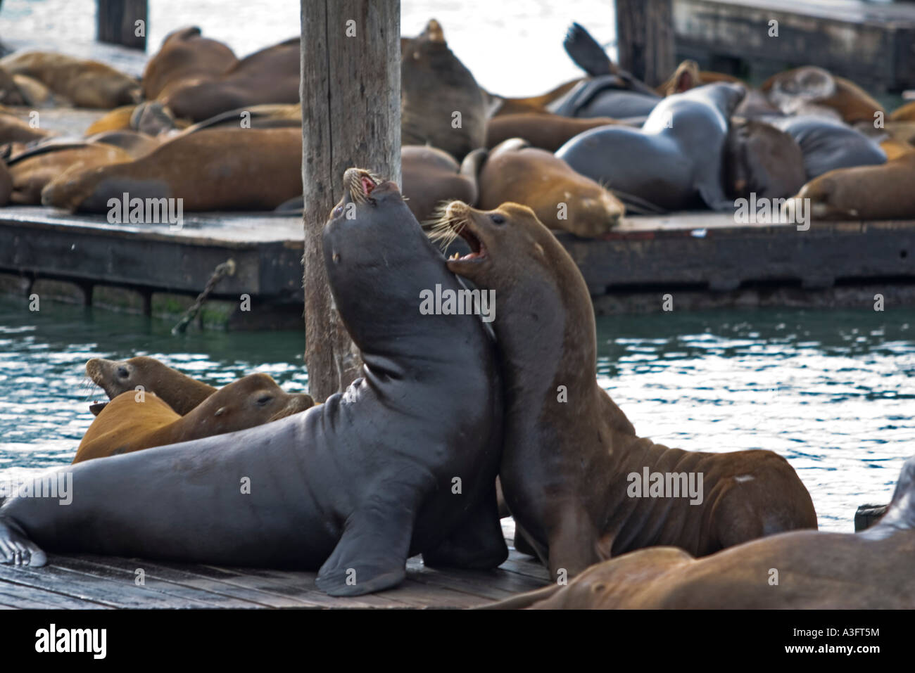 San Francisco California USA California Sea lions Zalophus californianus on pier 39 Fishermen s Wharf October 2006 Stock Photo
