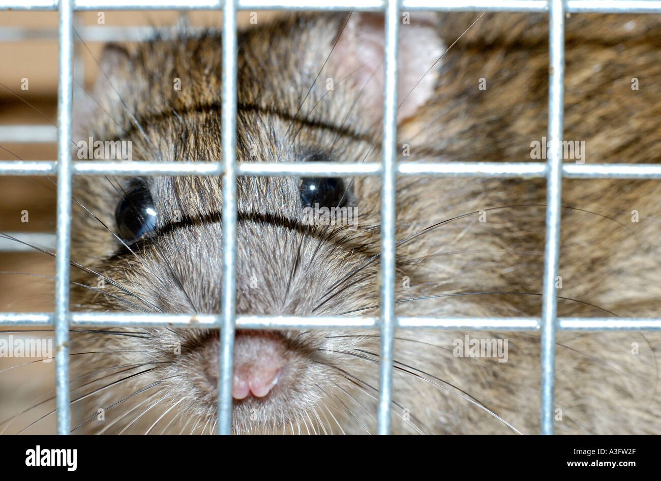 Brown rat caught in a wire cage trap, staring out through wire mesh