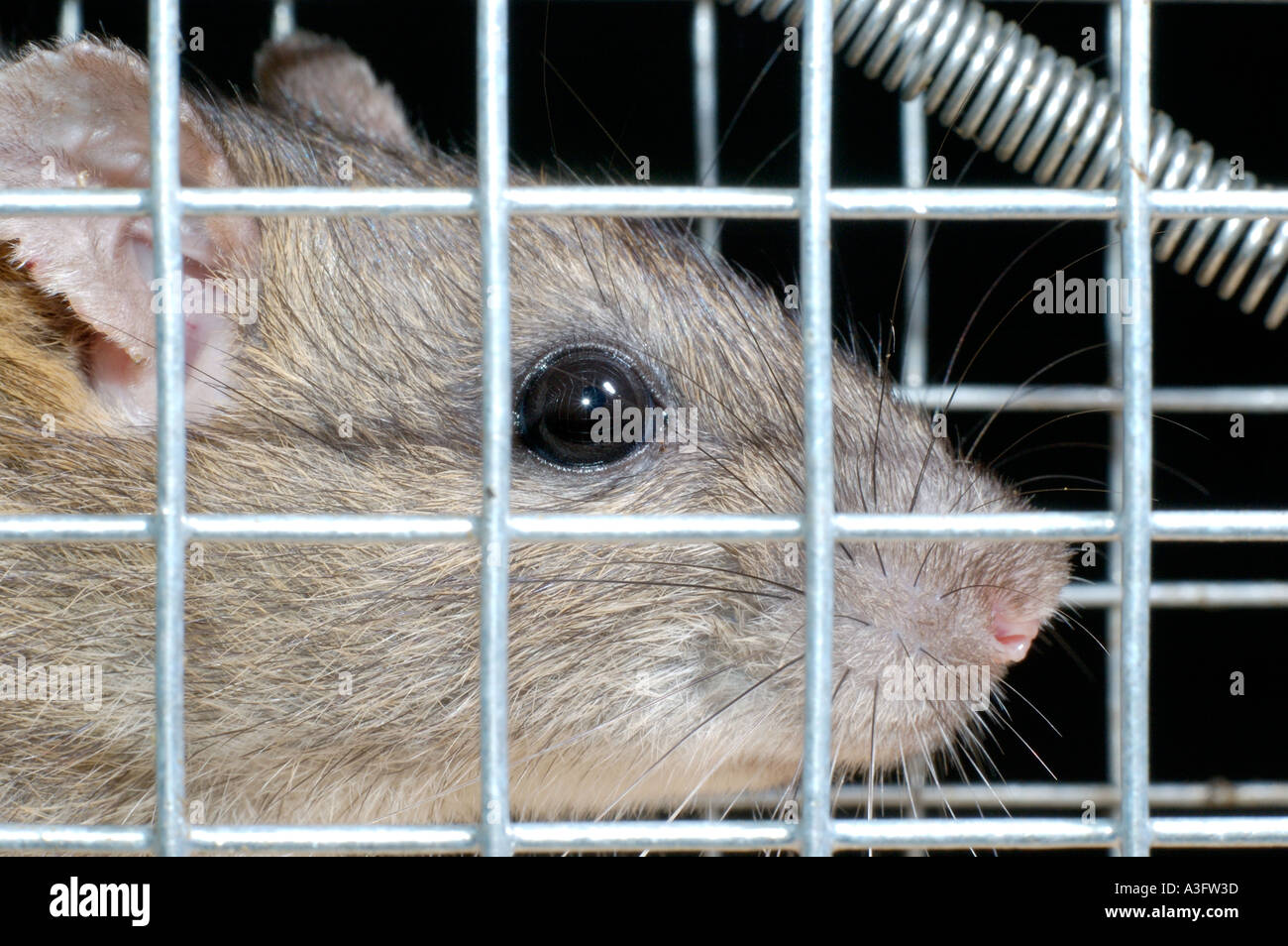 Brown rat caught in a wire cage trap, staring out through wire mesh Stock Photo Alamy