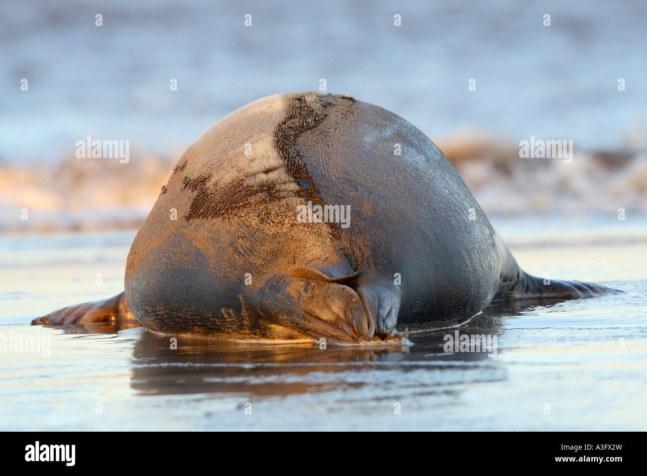 Bull grey seal Halichoerus Grypus lying on beach rear view showing just how massive these animals are Stock Photo