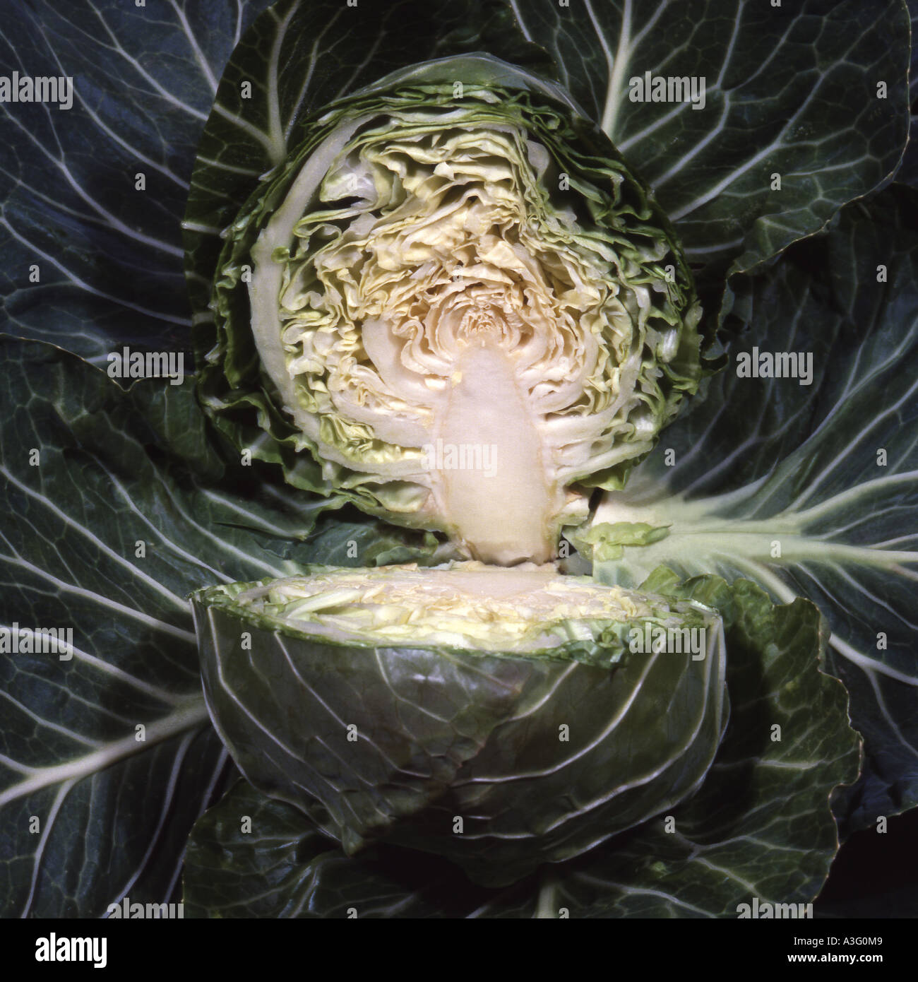 Golden acre cabbage hi-res stock photography and images - Alamy