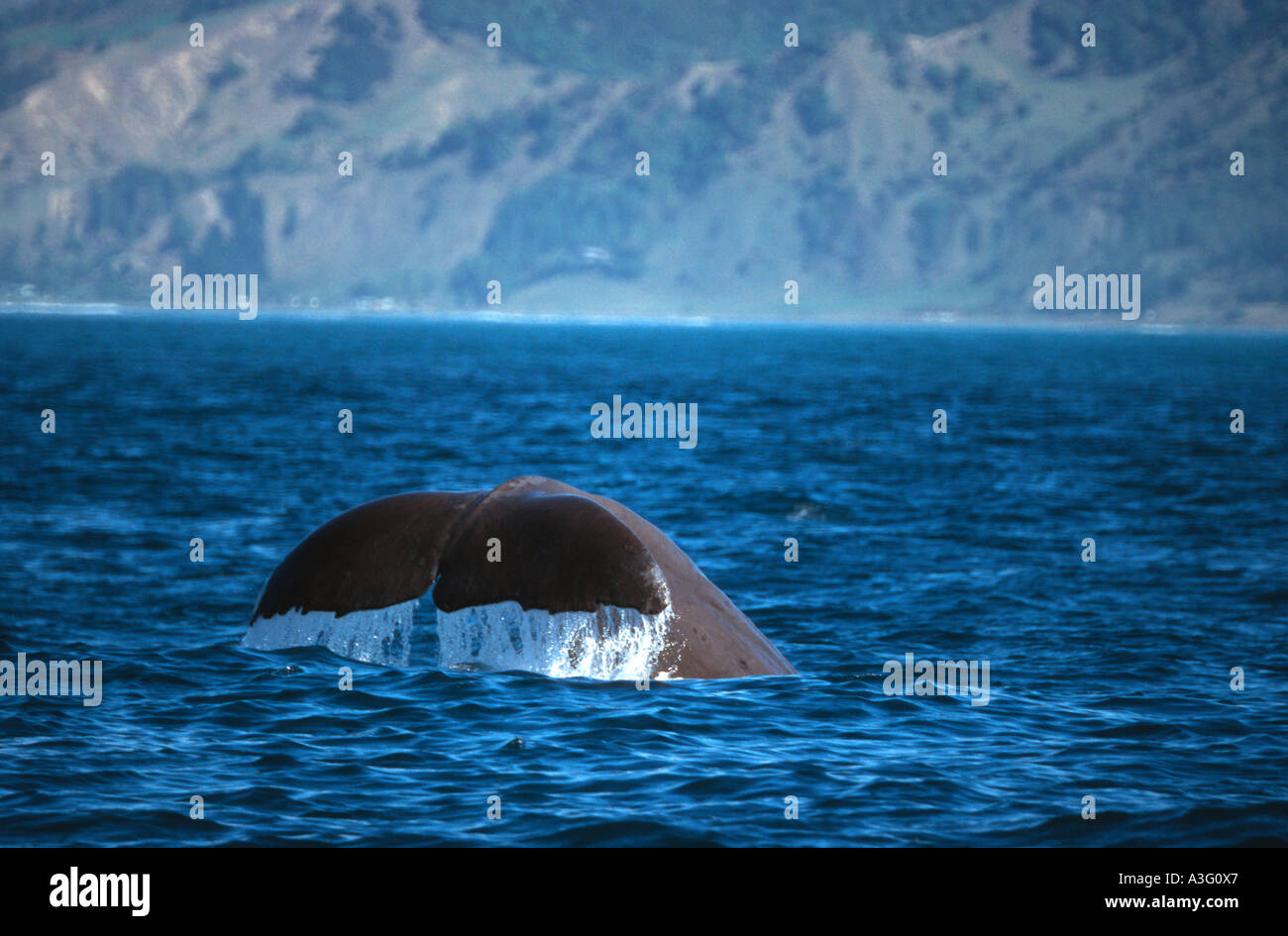 Kaikoura New Zealand a sperm whale diving Stock Photo
