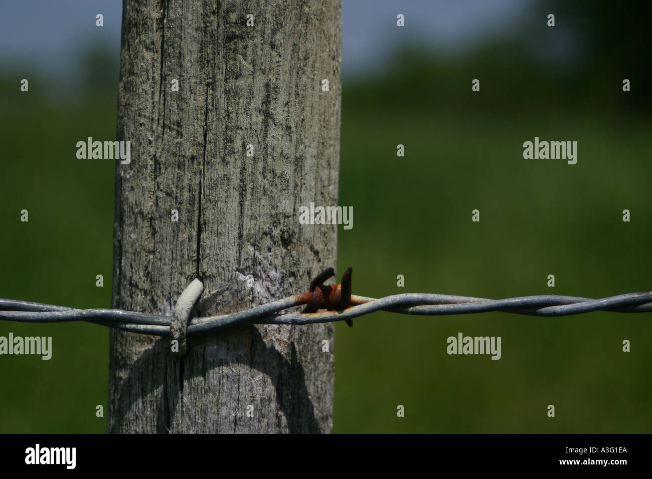 rustic farm farmer ranch pasture bull rancher ranchero Stock Photo - Alamy