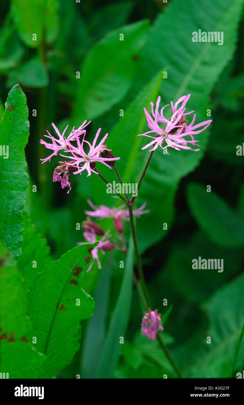 Ragged Robin: Lychnis flos cuculi Stock Photo