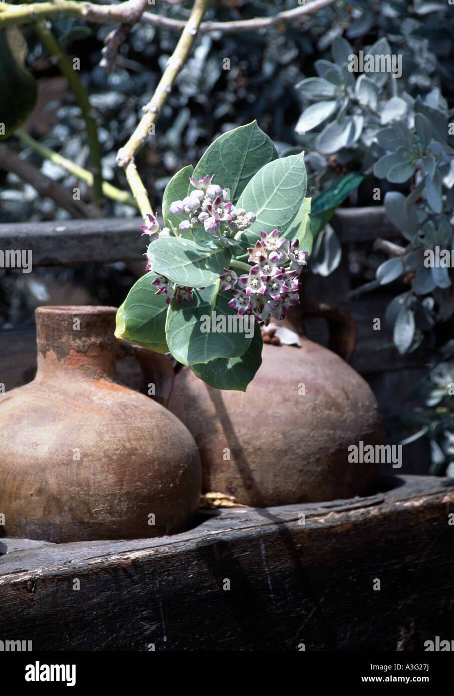 Ornamental garden pots photographed in a garden of a house once owned by Rudolf Nureyev on the Caribbean island of St.Barts Stock Photo