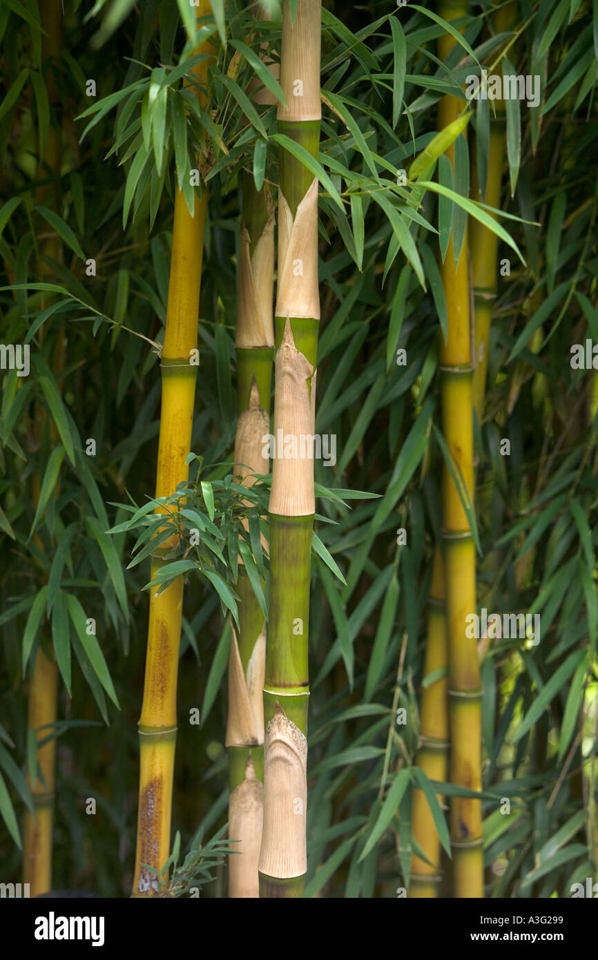 Bamboo - Chusquea culeo tenuis Stock Photo