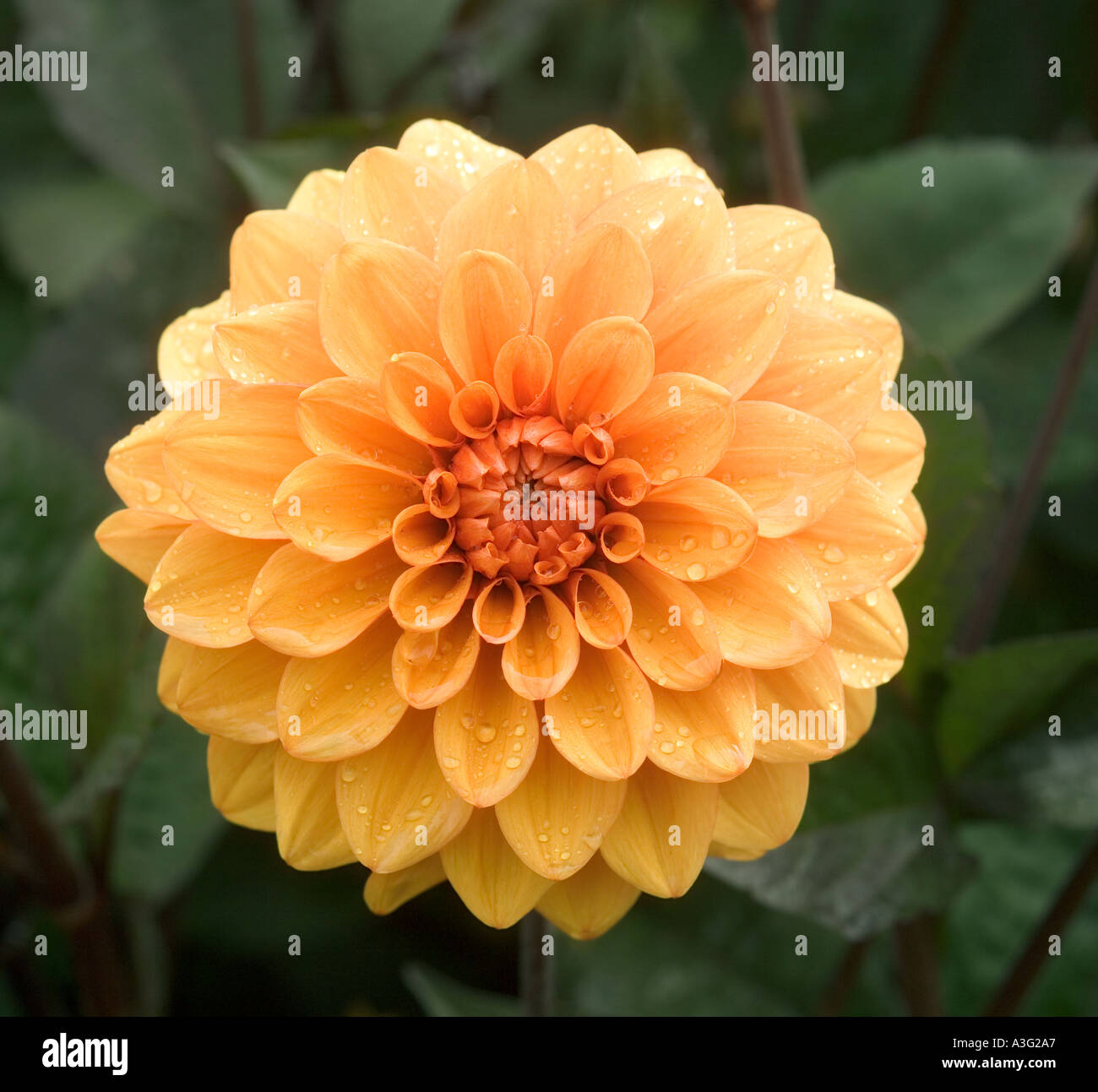 Dahlia "David Howard" Stock Photo