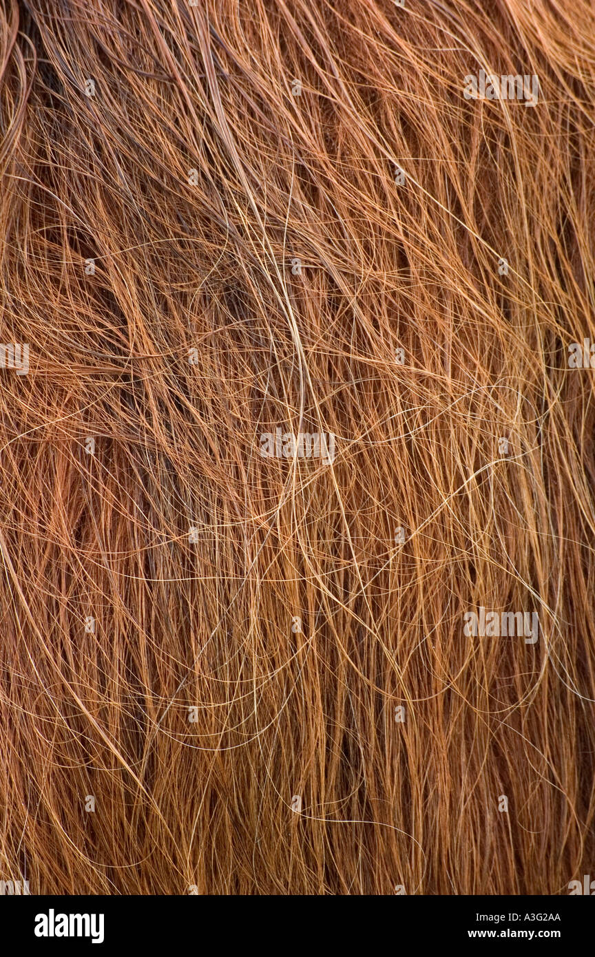 Highland Cattle Fur Stock Photo