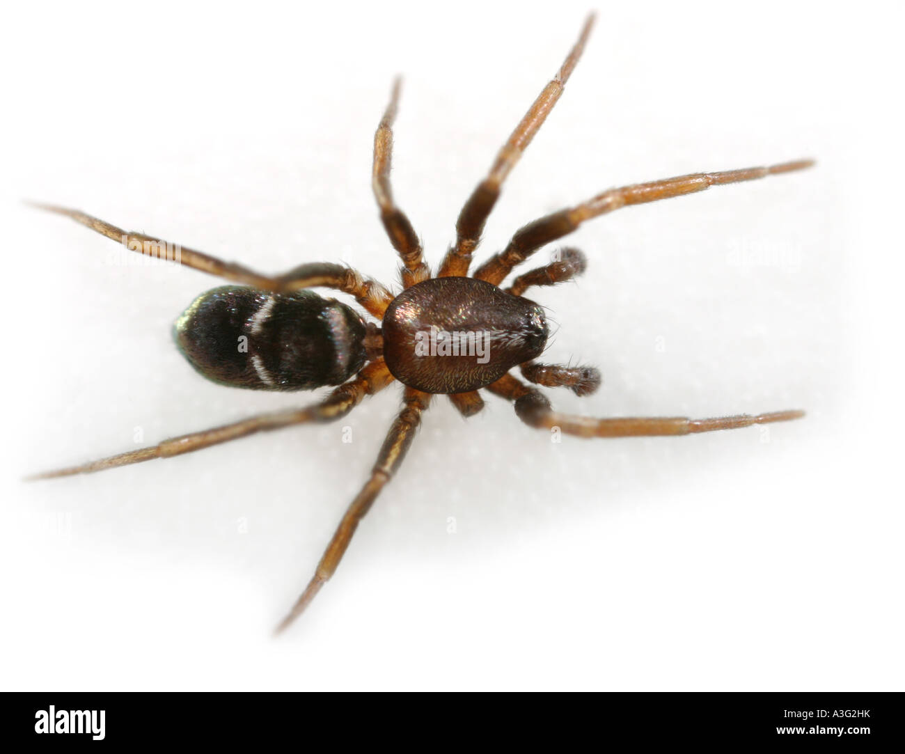 Micaria silesiaca spider, on white background. Stock Photo