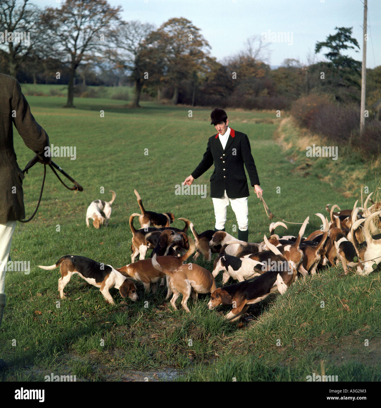 BEAGLES on an Otter hunt in England in  1950s Stock Photo