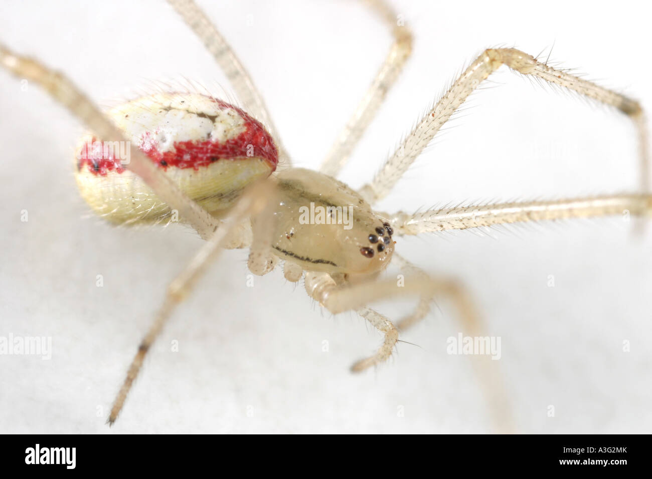 Enoplognatha ovata Spider, a cobweb weaver, on White Background Stock Photo
