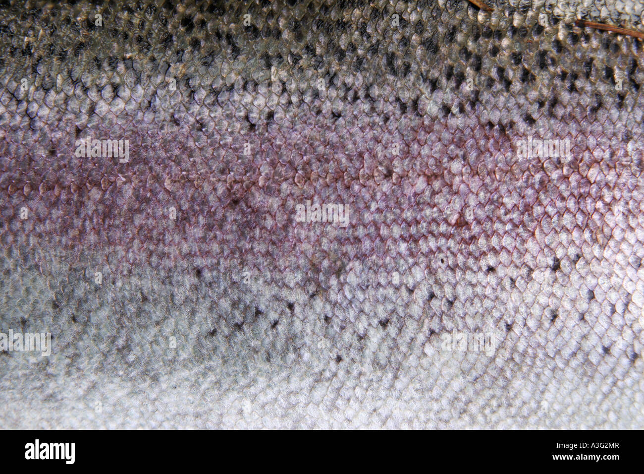 Close up of the fish scales, texture of a salmon Stock Photo Alamy