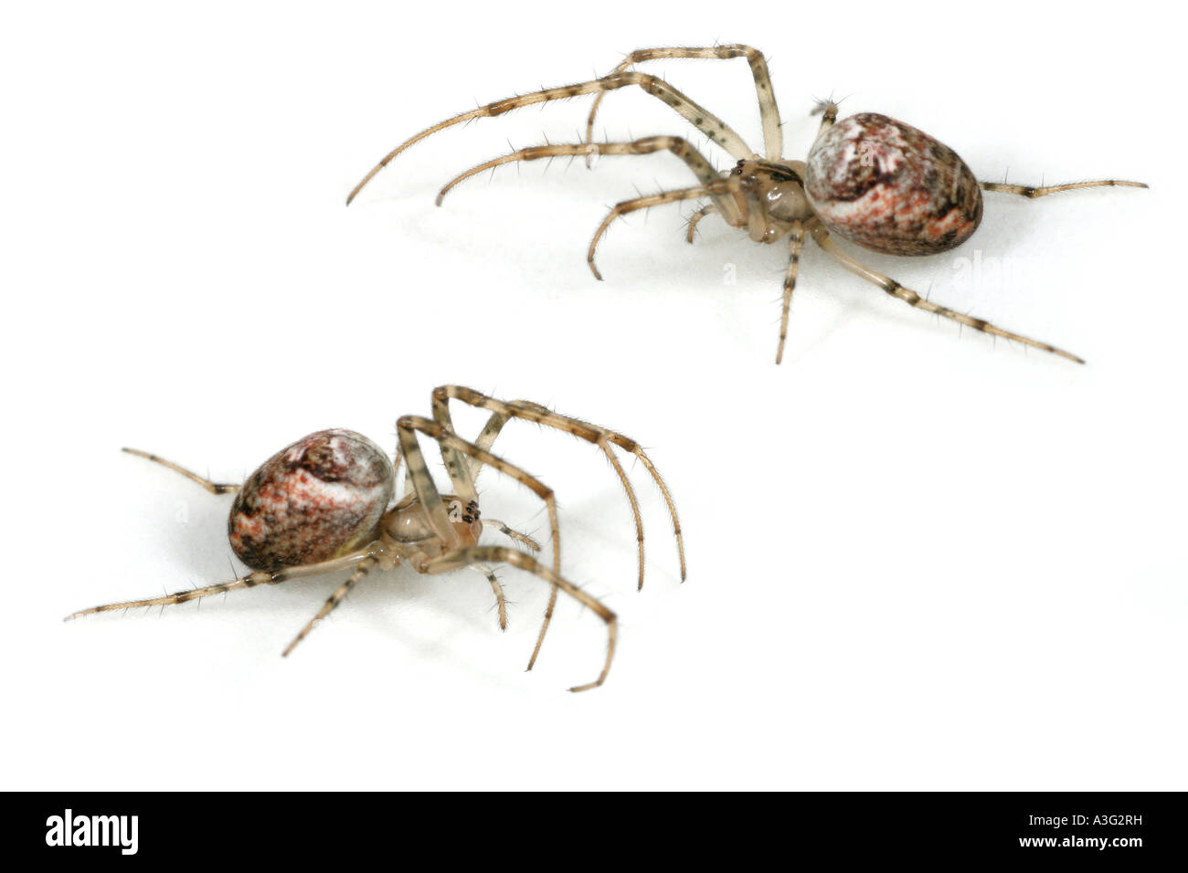 Female Meta (Metellina) Segmentata spiders on white background Stock Photo