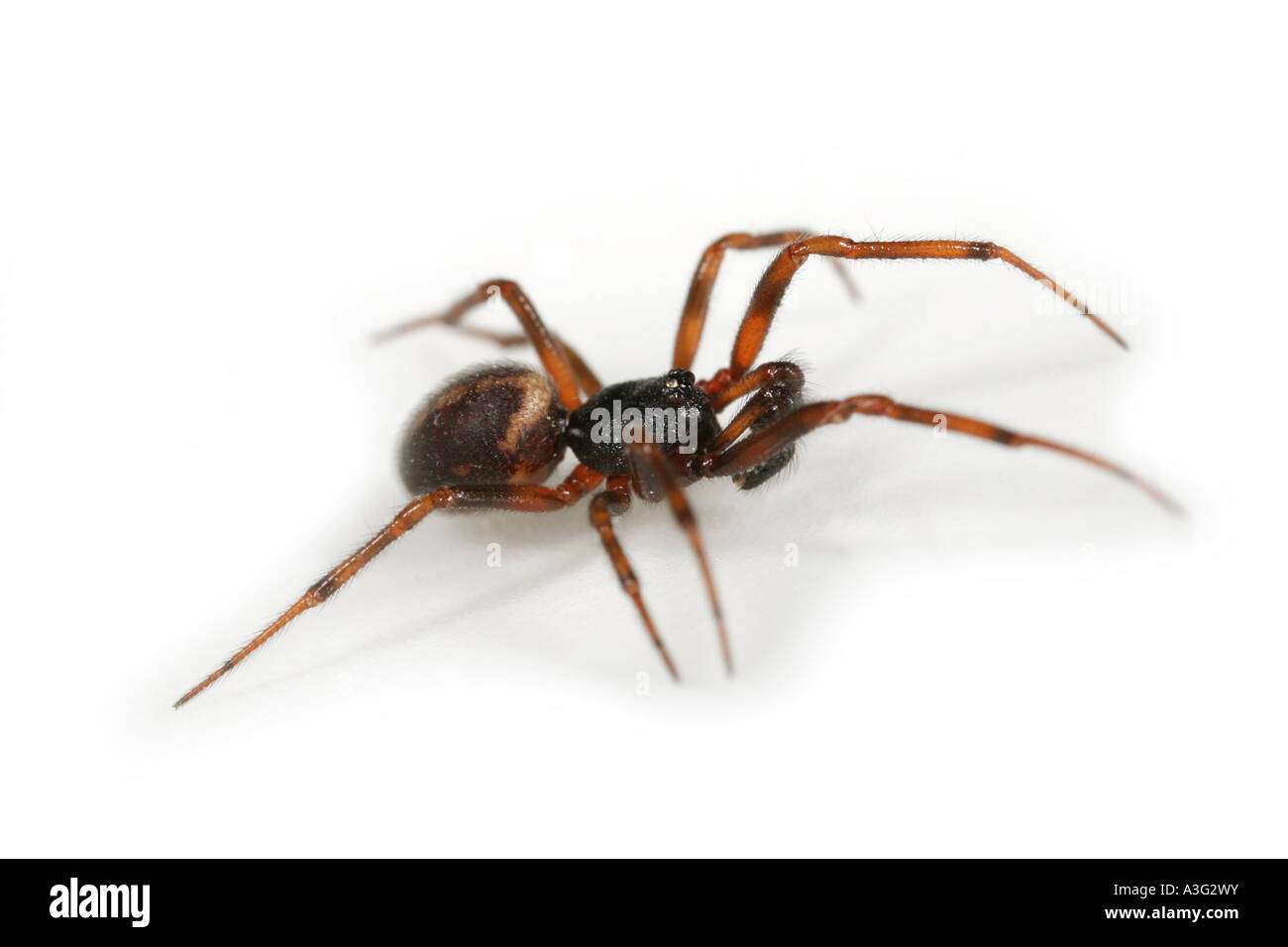 A male Steatoda bipunctata spider, Theridiidae family, on white background. Stock Photo