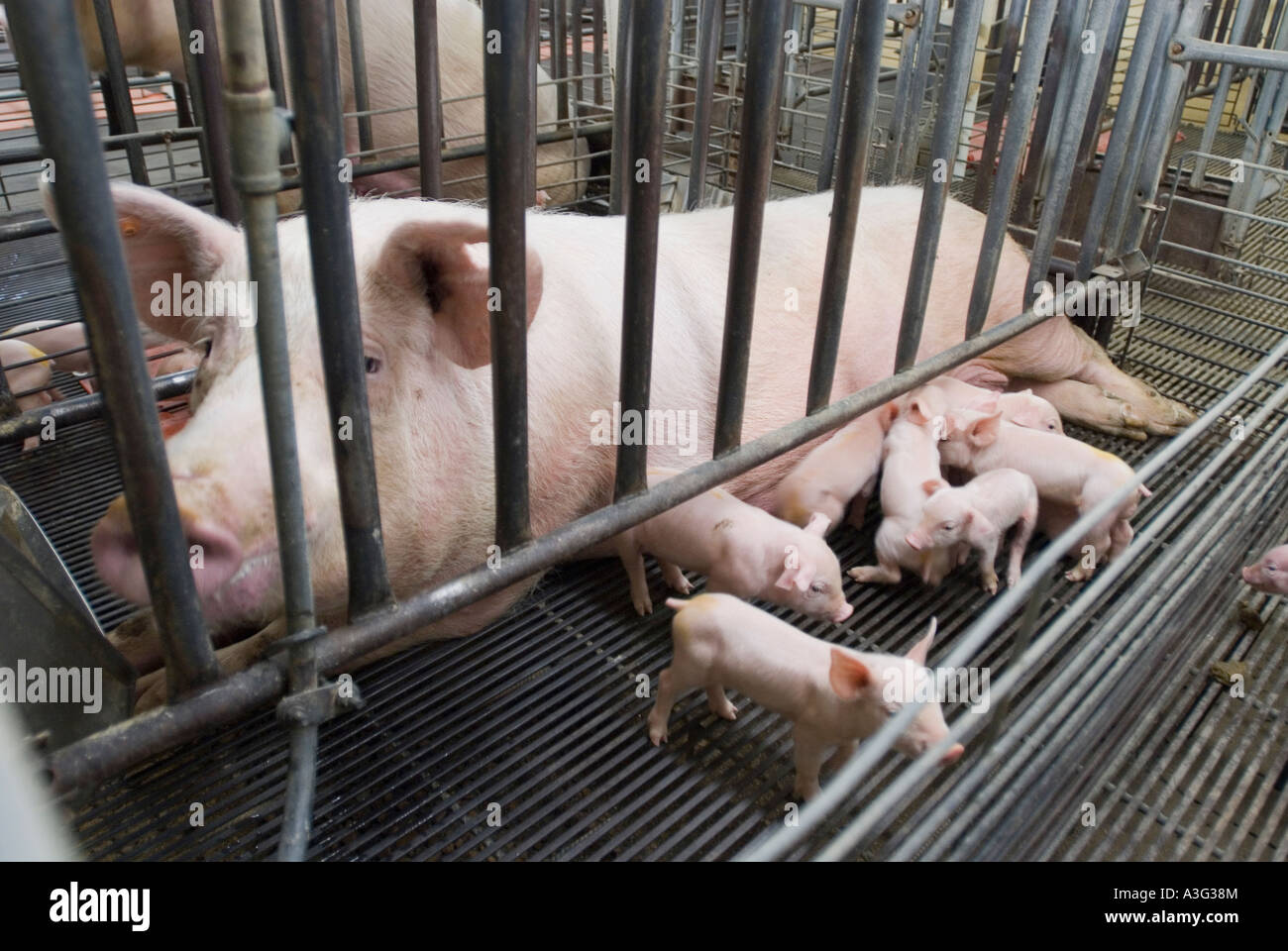 Sow with piglets in farrowing crate Stock Photo 10776403 Alamy