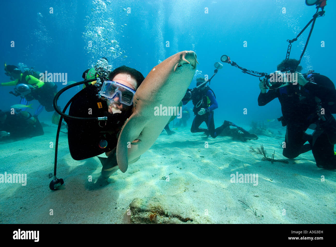 UNDERWATER PHOTOGRAPHERS RECORD THE INTERACTION OF A DIVER AND A NURSE SHARK GINGLYMOSTOMA CIRRATUM Stock Photo