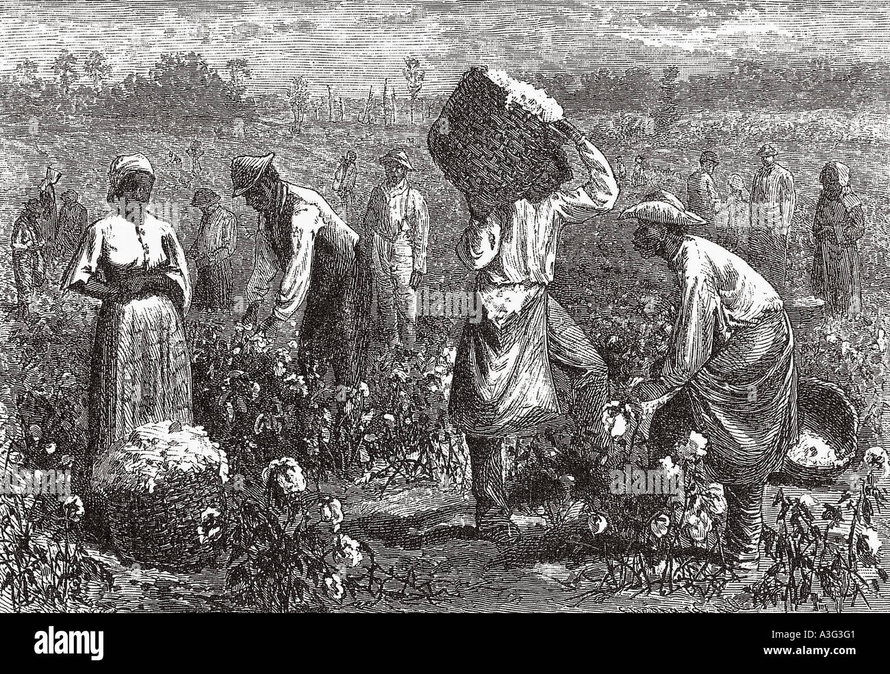 Cotton picking in Louisiana, USA about  1850 Stock Photo