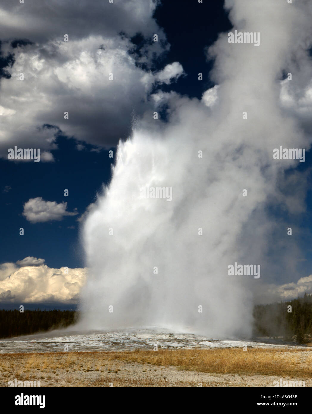 Old Faithful geyser in Yellowstone National Park in Wyoming shown ...