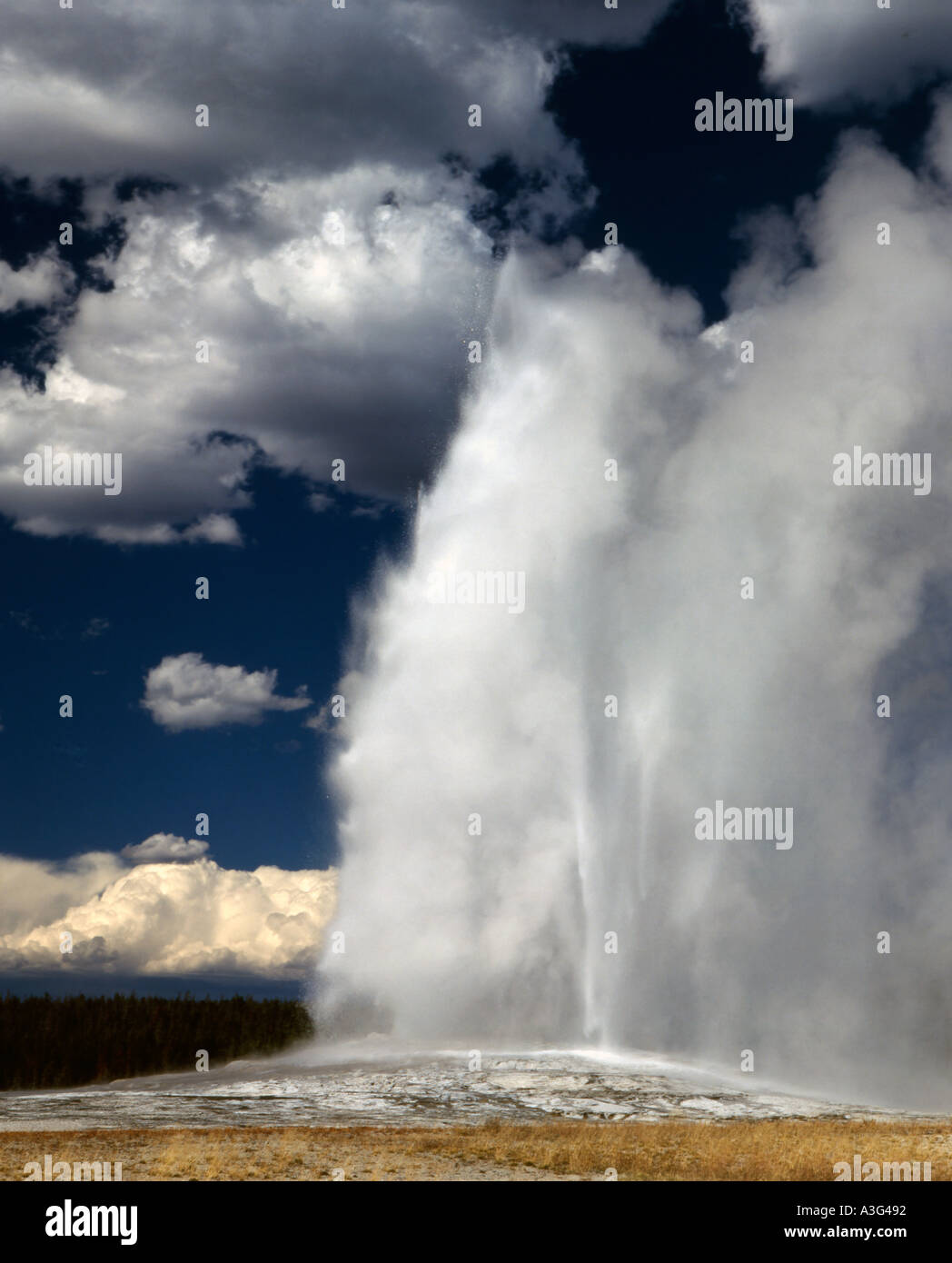Old Faithful geyser in Yellowstone National Park in Wyoming shown ...