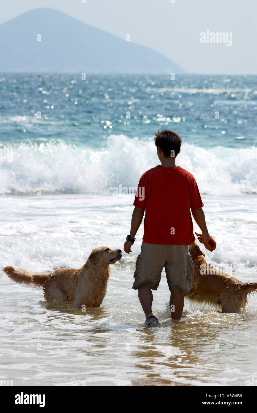 search dog playing in the beach Retriever swim Stock Photo