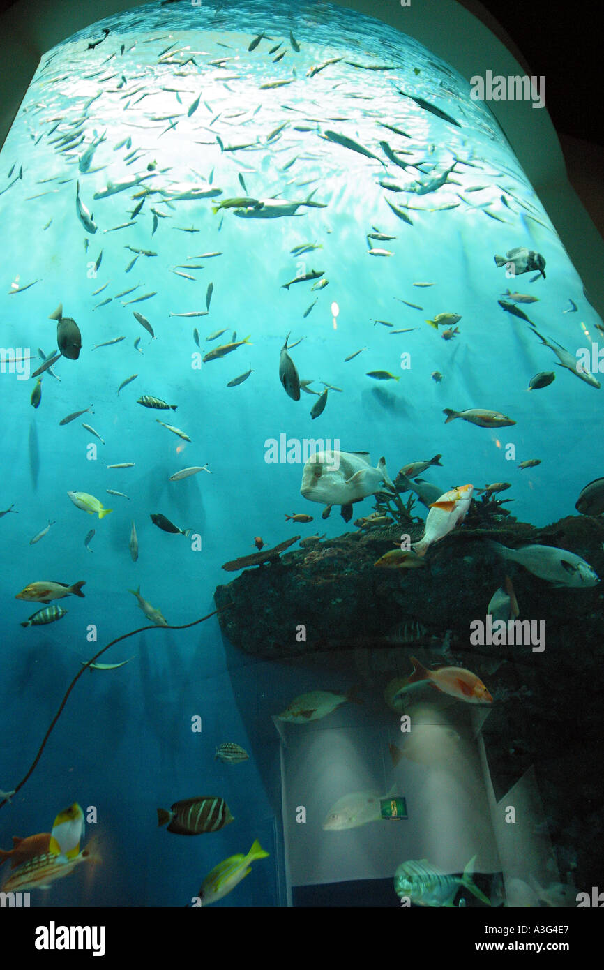 Seabed Bottom Of The Sea Seabed Floor Ocean Bed Fish Aquarium