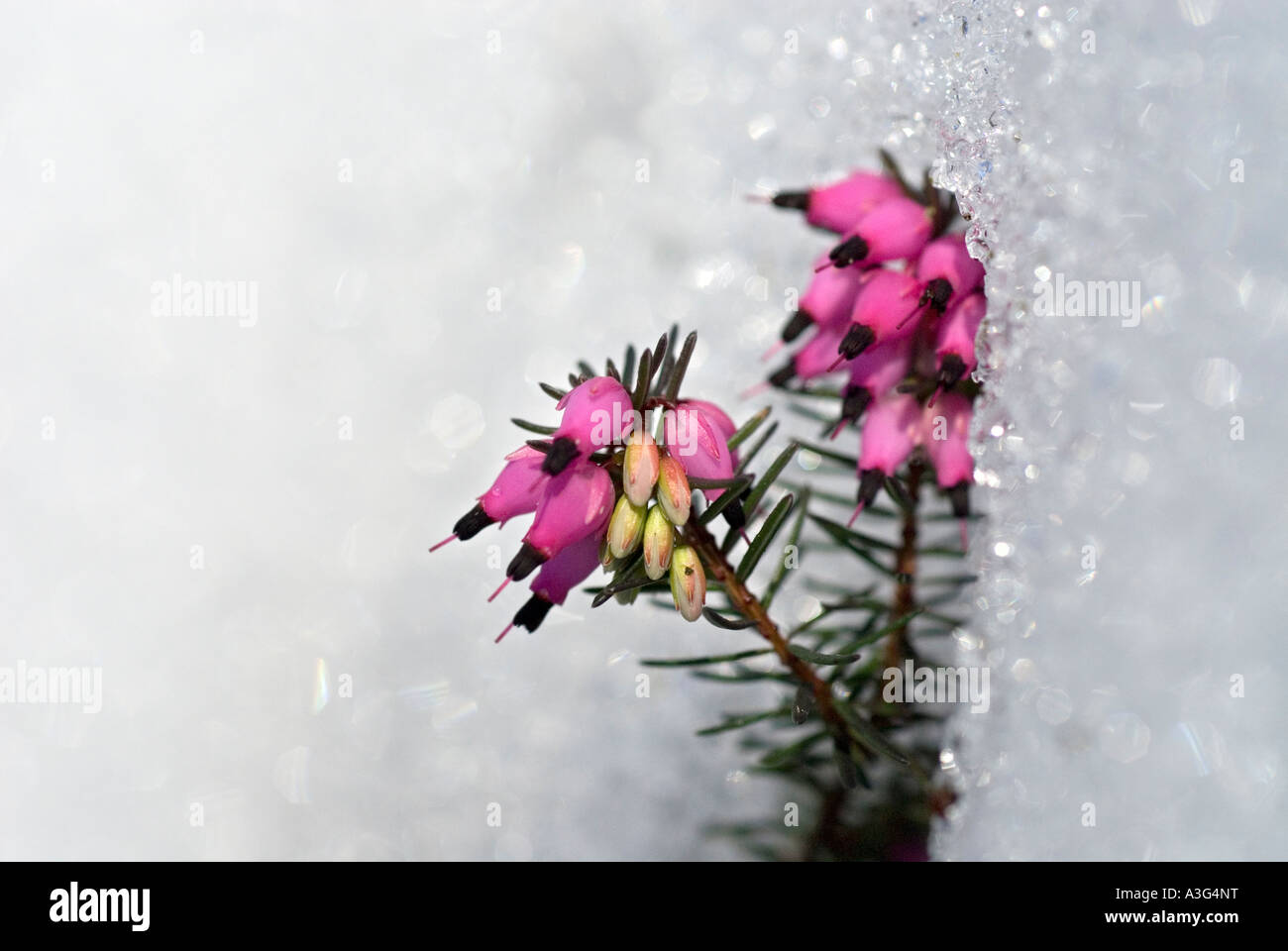 winter heather Erica Carnea in melting snow of spring Ericaceae Stock Photo