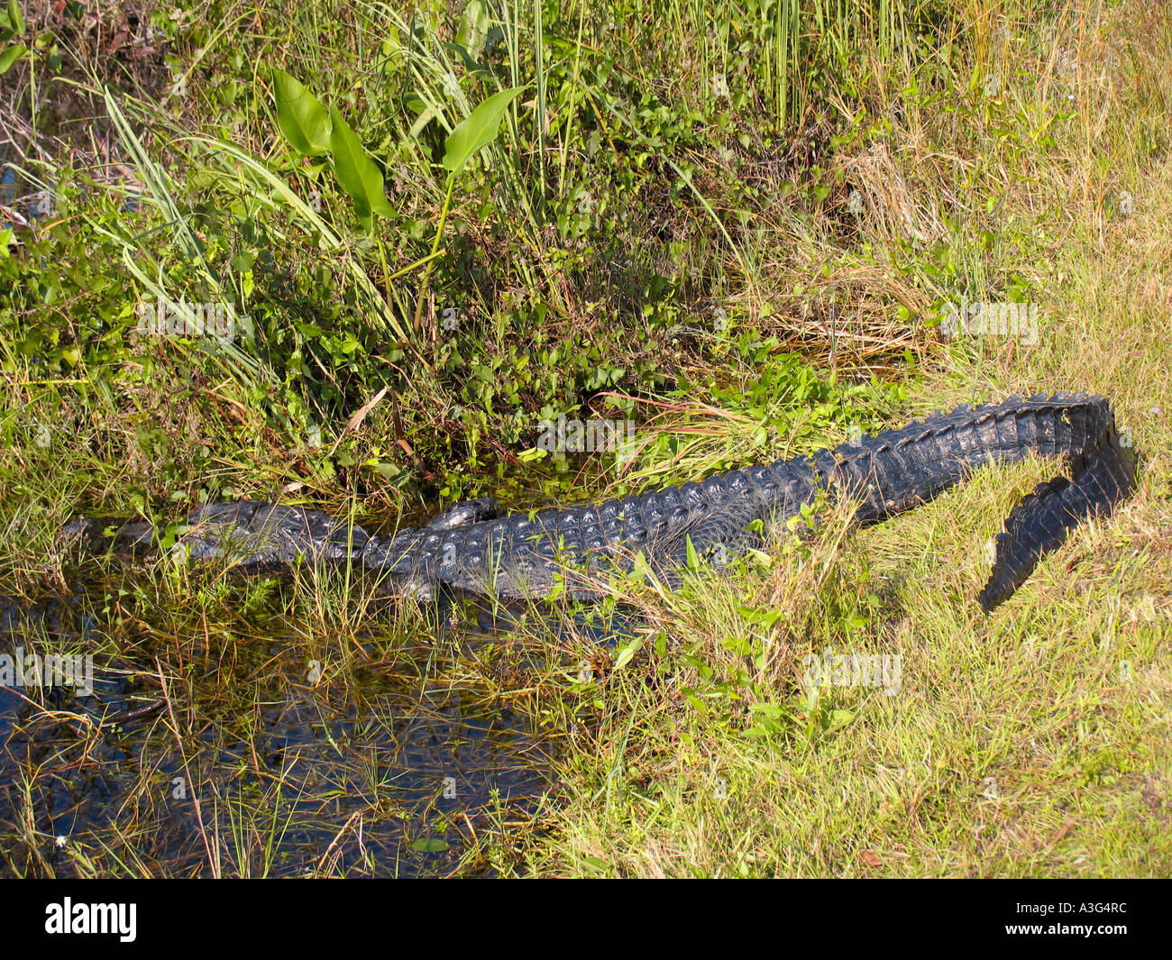 Alligator mississippiensis Stock Photo