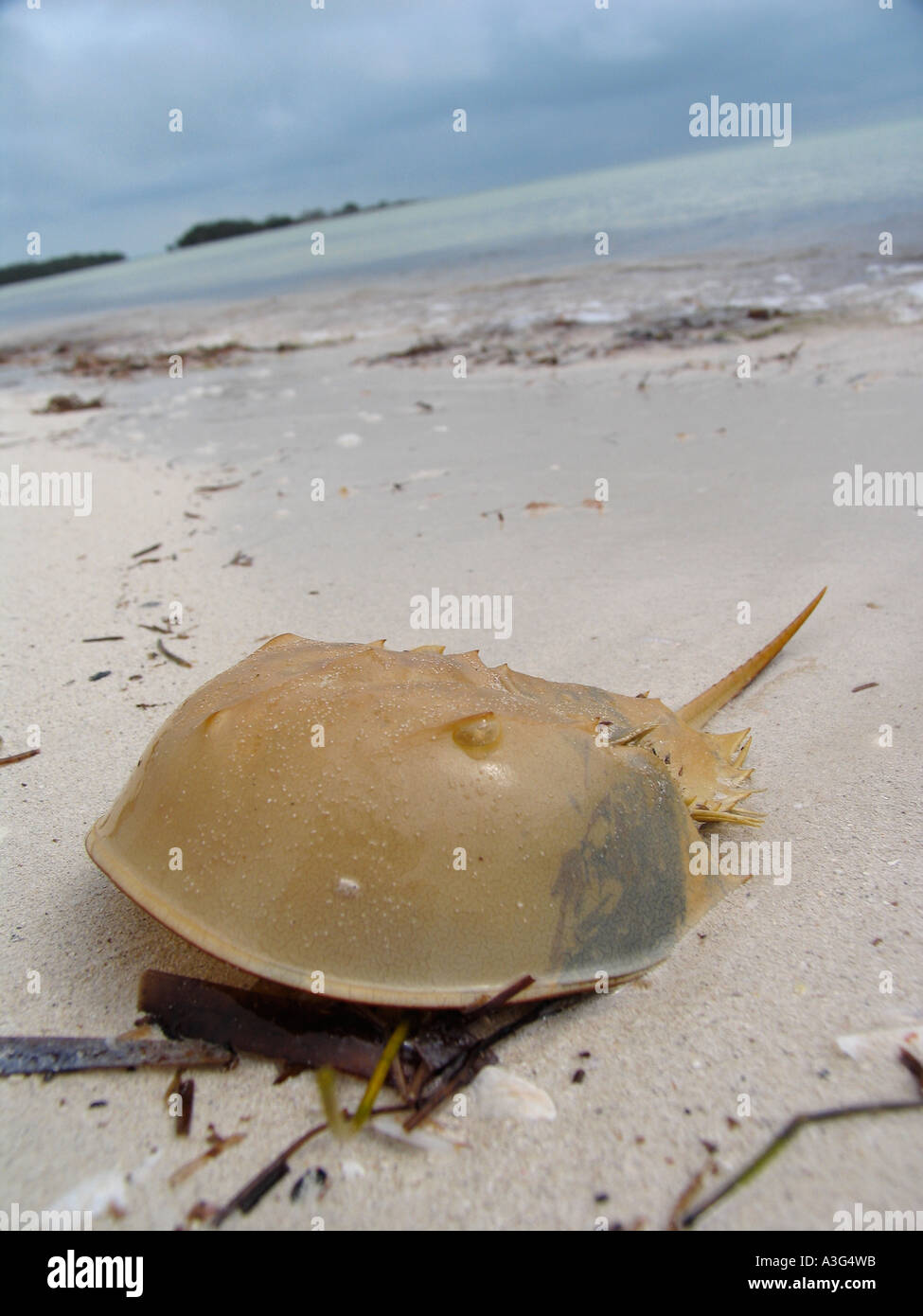 Horseshoe crab blood hires stock photography and images Alamy