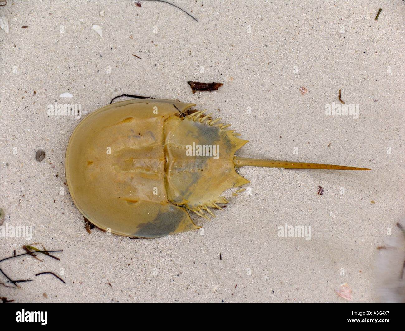 Horseshoe crab blue blood hires stock photography and images Alamy