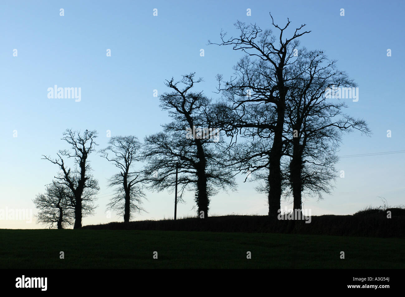 trees silhouetted against a winter blue sky Stock Photo - Alamy