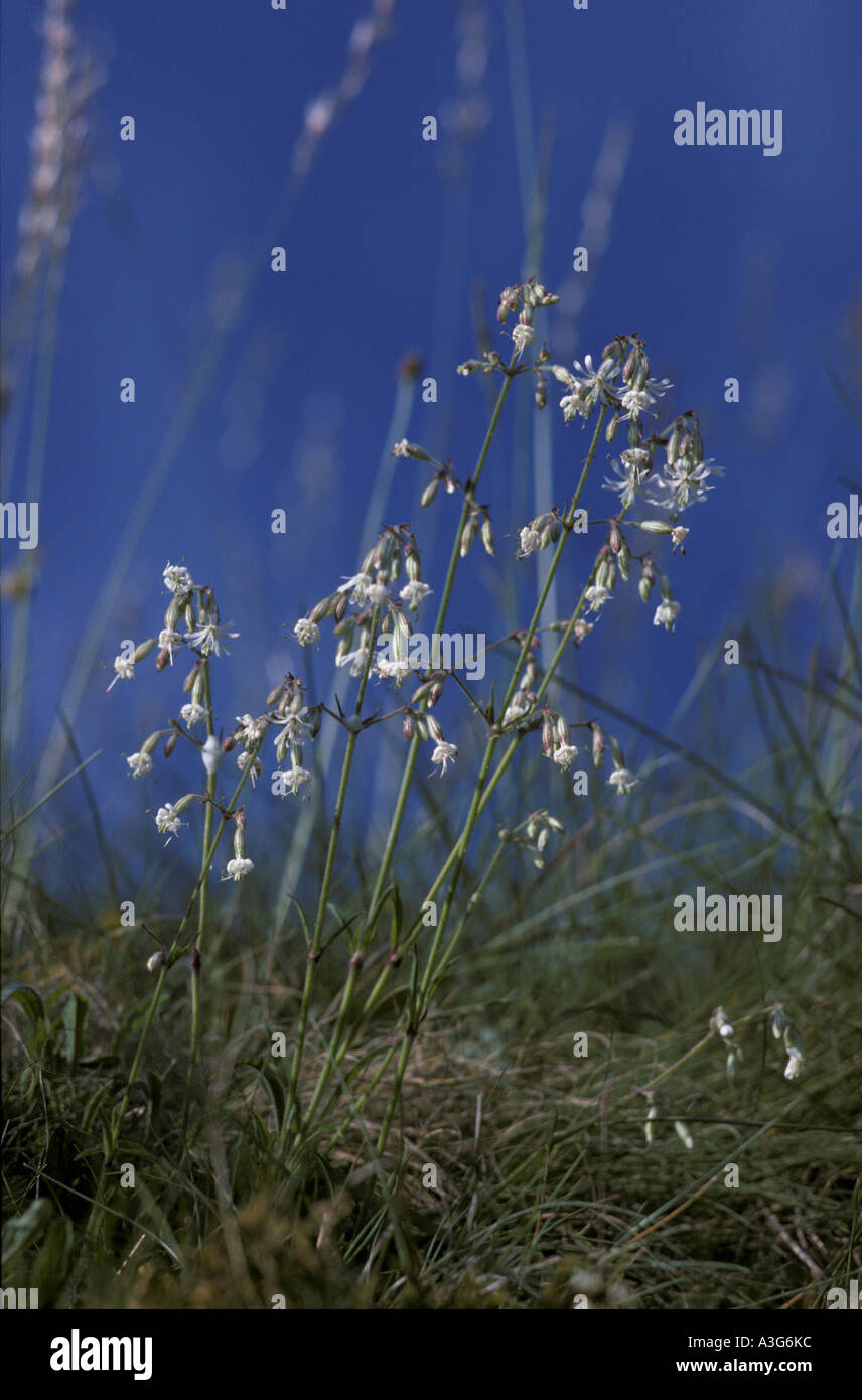 "Nottingham Catchfly" at Monksdale in Derbyshire "Great Britain" Stock Photo