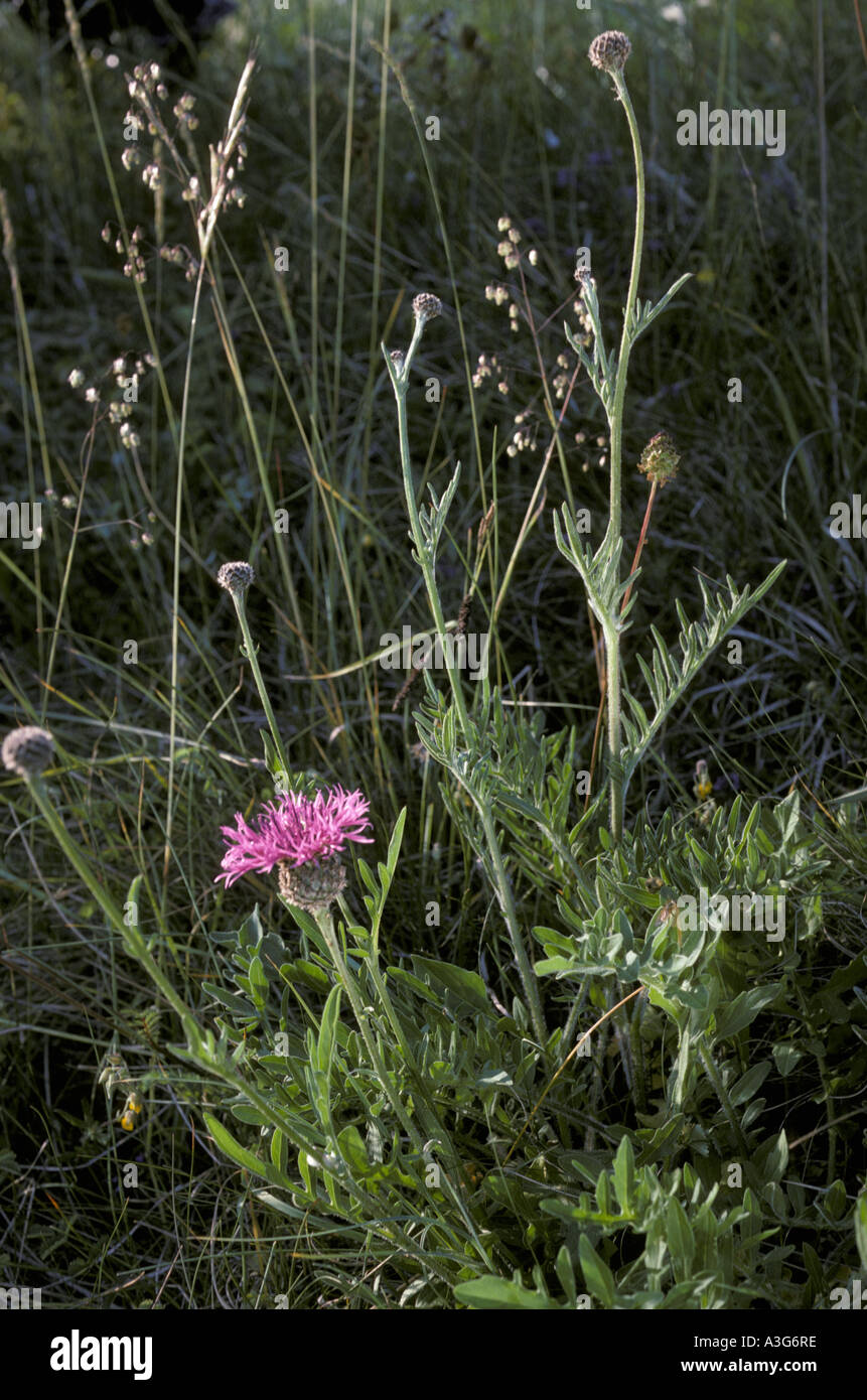 Knapweed flower hi-res stock photography and images - Alamy