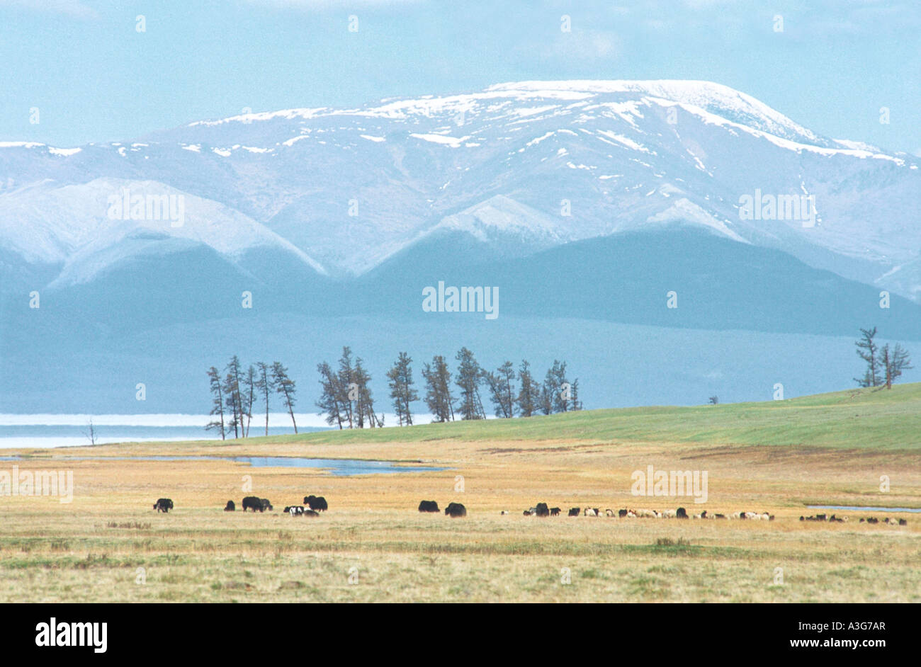 Grazing cattle.  Khatgal village (somon). Khuvsgul Lake. North Mongolia Stock Photo