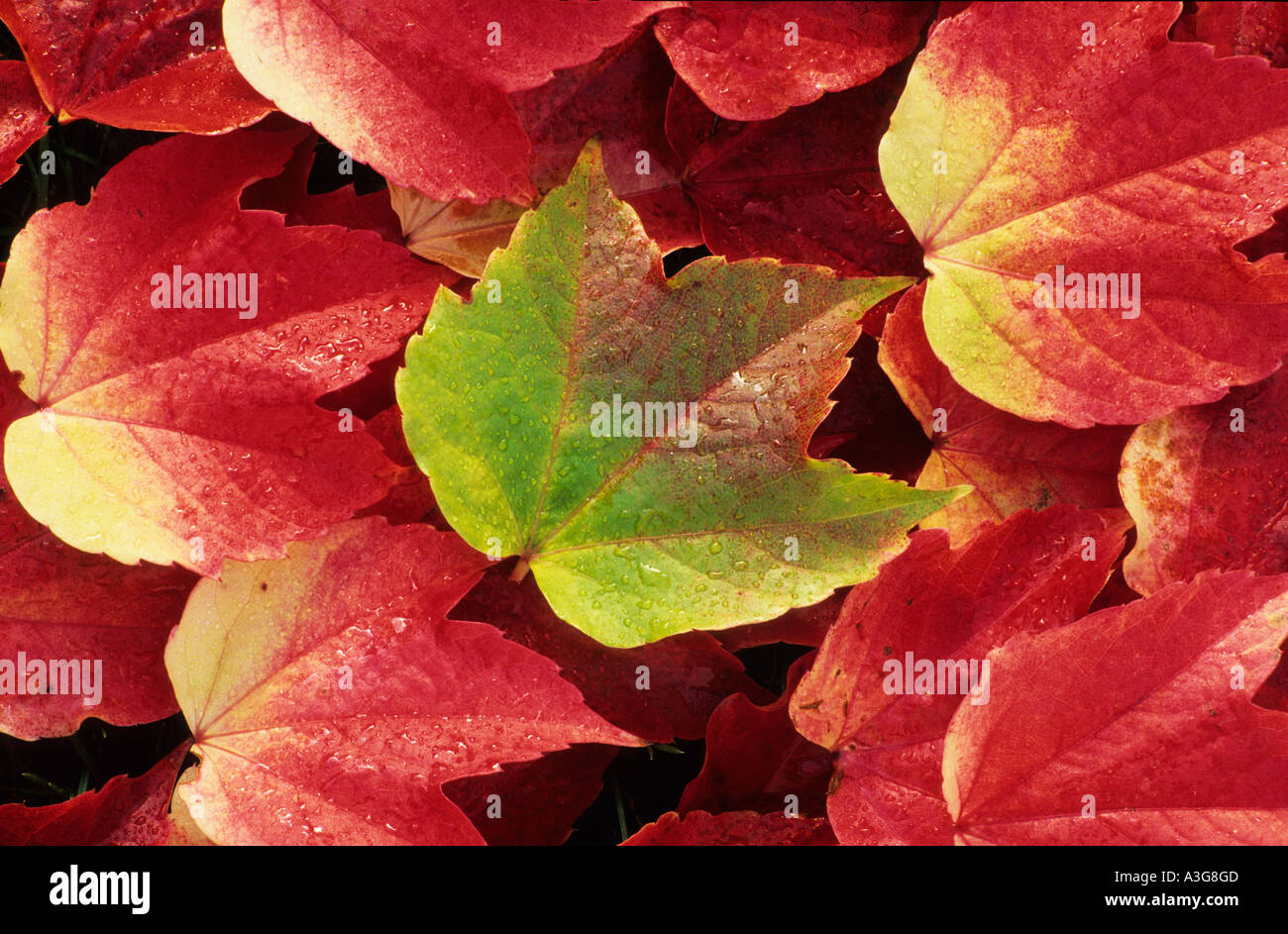 Boston creeper leaves in full autumn colour Stock Photo