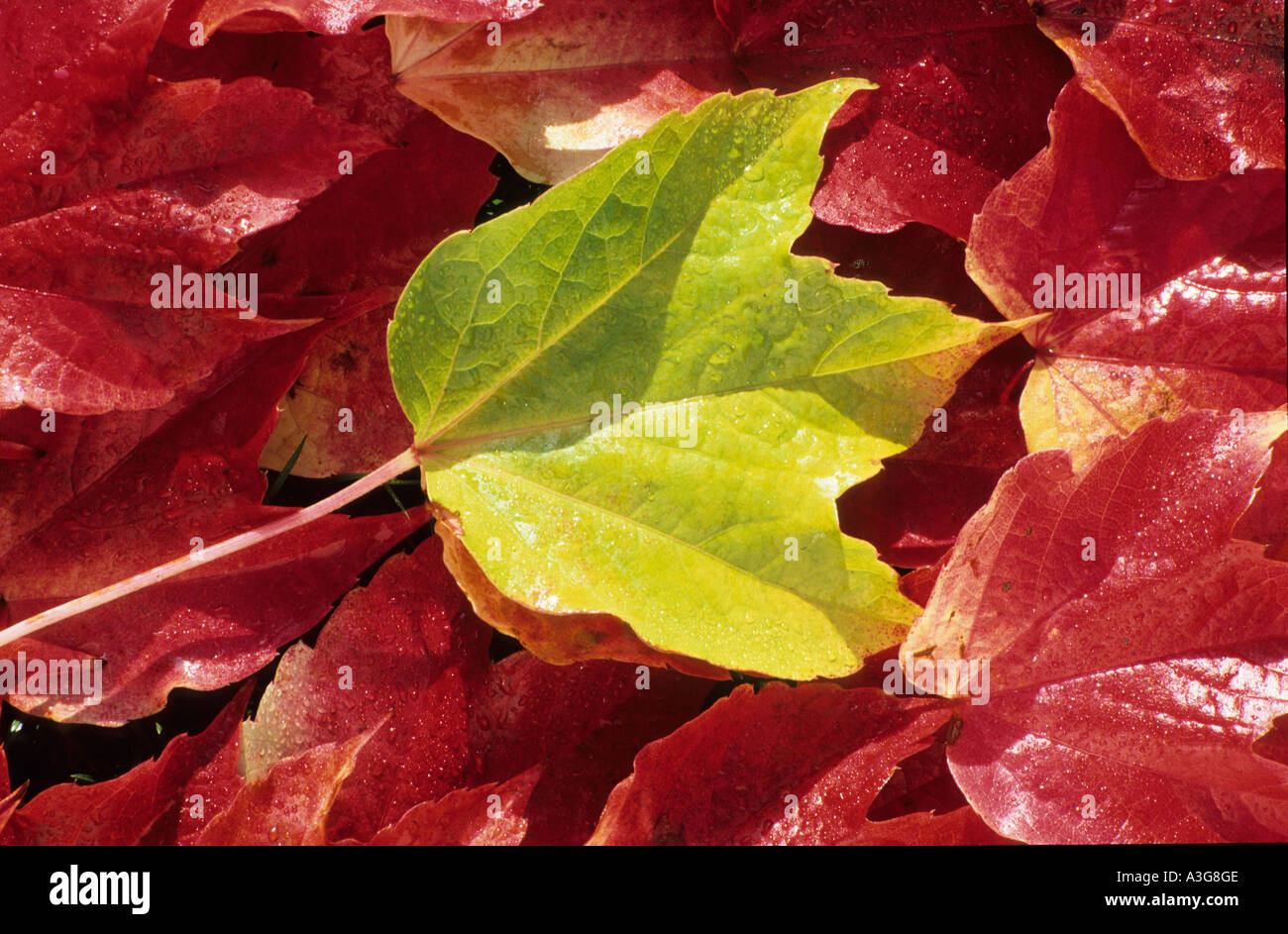 Leaves of boston creeper Stock Photo