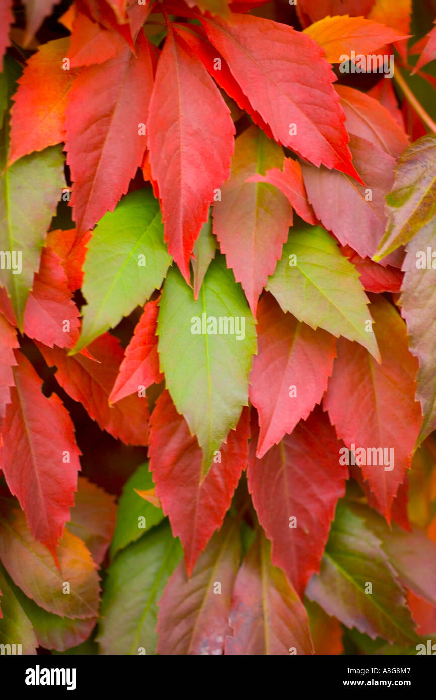 Leaves of virginia creeper Stock Photo