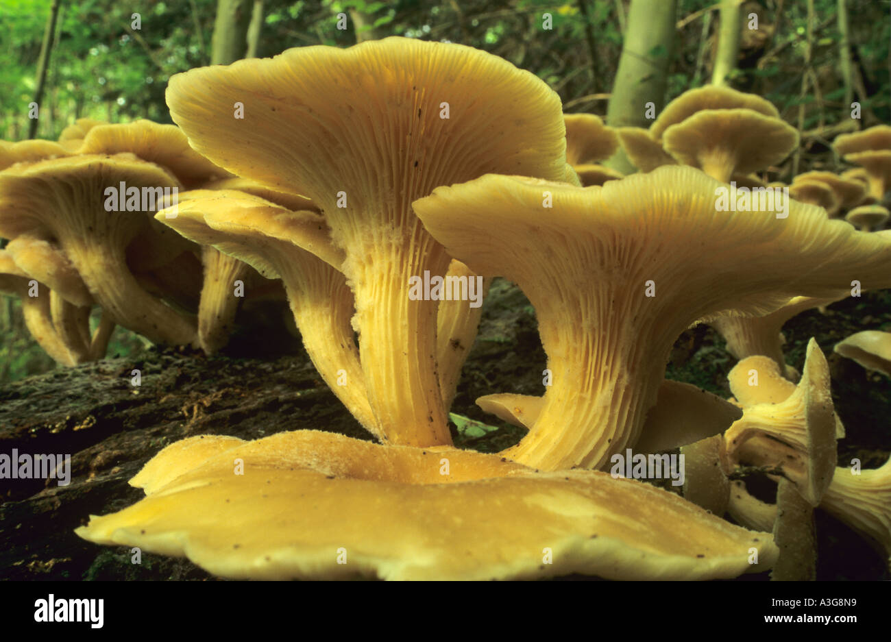 Chanterelle Fungus Cantharellus cibarius growing at Castle Eden County Durham Stock Photo