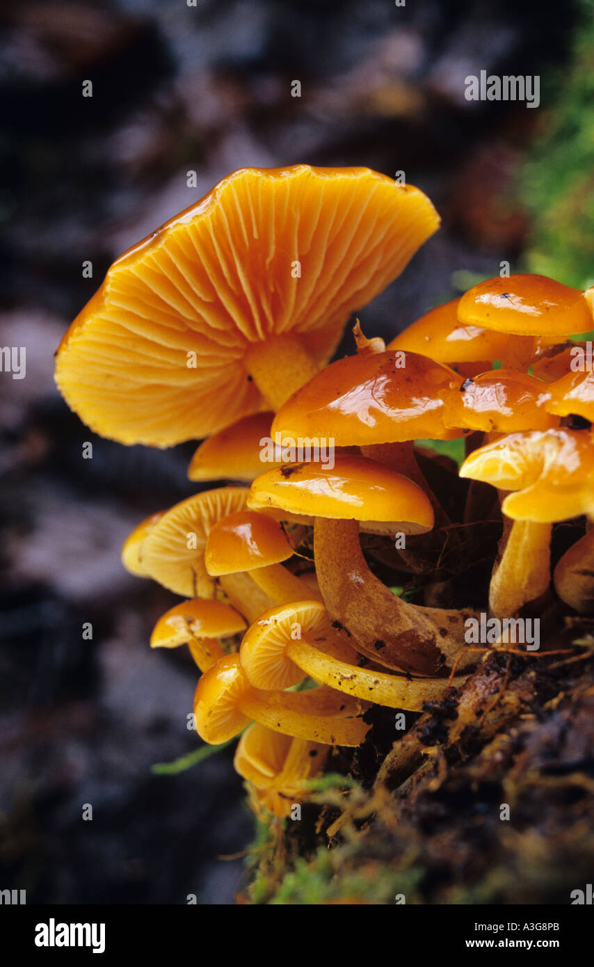 group of Netted Rhodotus Rhodotus Palmatus fungus growing in Castle ...